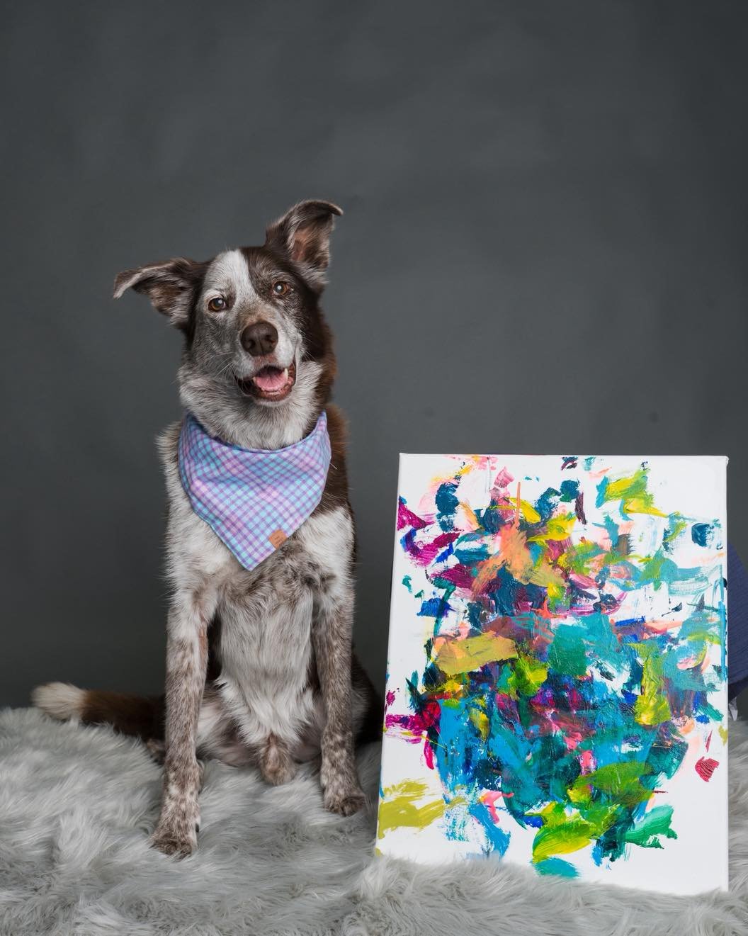 I&rsquo;ve been remiss in posting some of the photos from our amazing shoot with Stacey Sherman of BarkHop Studio! Stacey is just the most wonderful photographer. Her easy-going, fun-loving approach helped both me and Tycho feel comfortable in front 