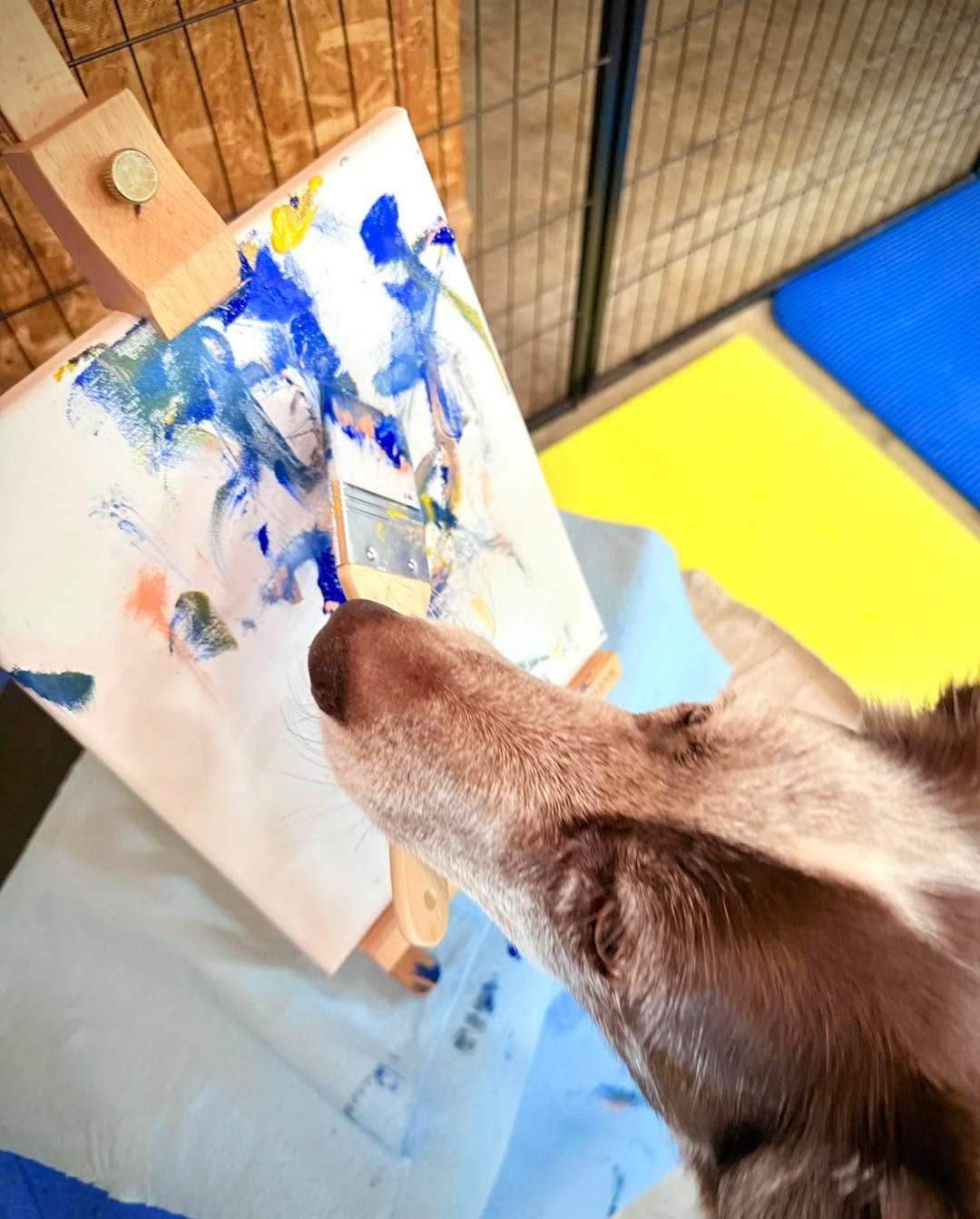 There are still spaces available in my Teach Your Dog to Paint class, starting this Saturday, June 14, at 4:30PM Eastern time! This class is live and online and meets via Zoom. 

Tycho has begun a new painting. This is a shot of him working with one 