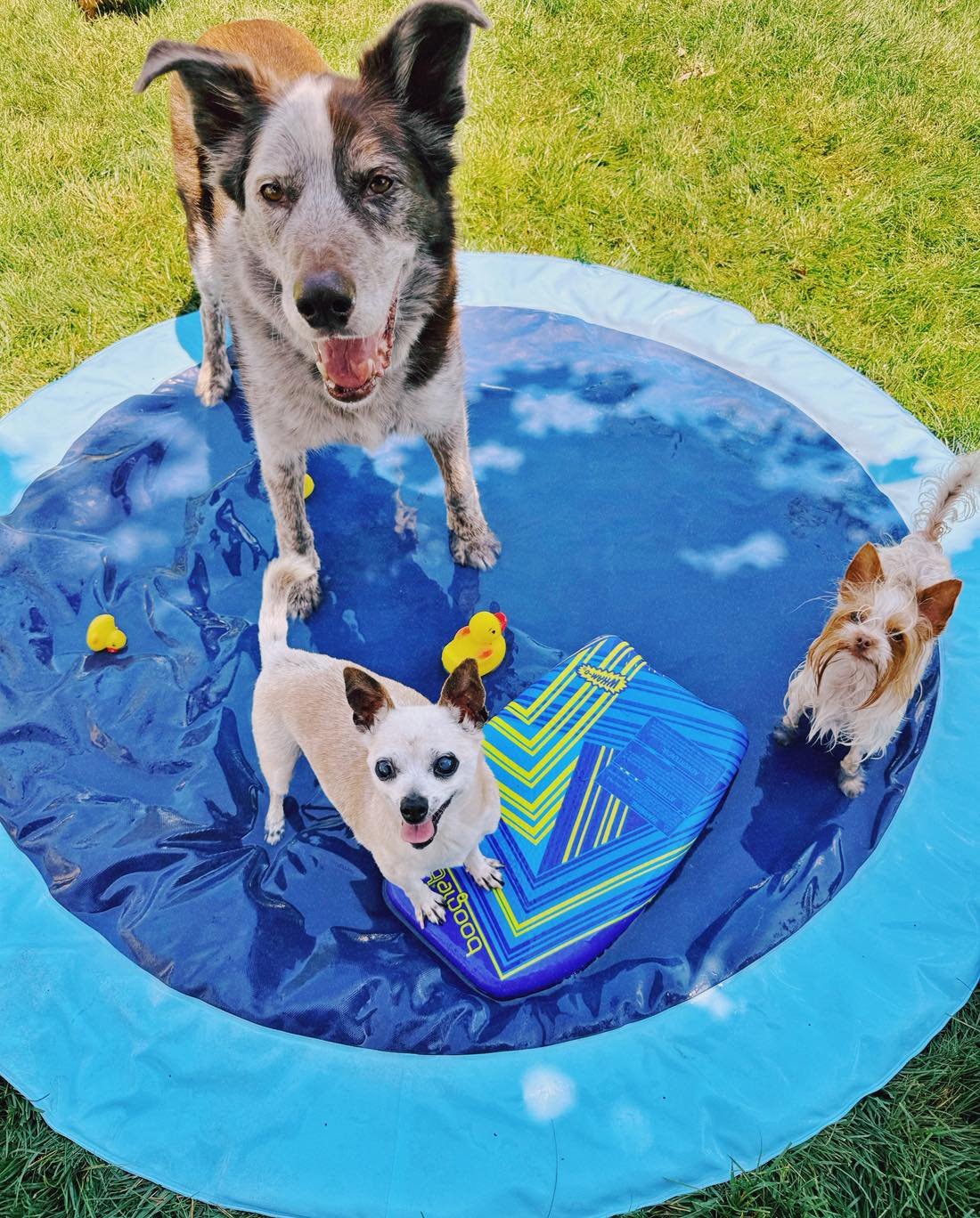 We are in Ohio and experiencing the heatwave! I got the splash pad out for the dogs. They prefer to wade in an inch and a half of water with the hose turned off until they splash the water out themselves. I added rubber duckies and a little boogie bo