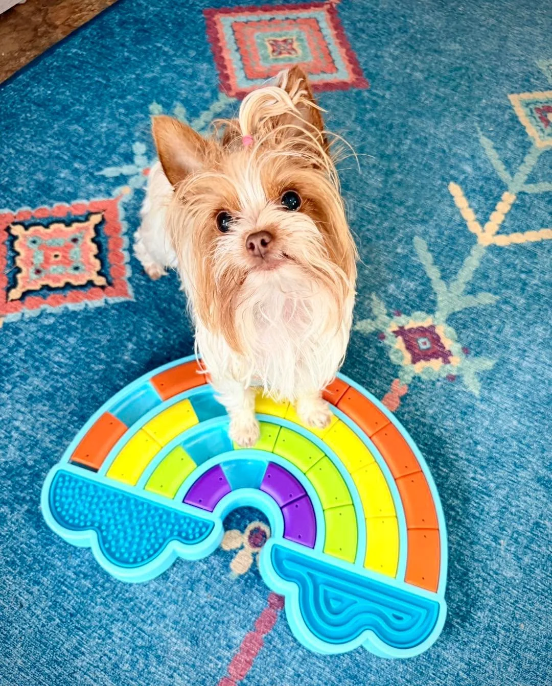 Coralie is trying out a new food puzzle! With enrichment toys like food puzzles, it can be tempting to try to make solving the puzzle harder and harder for your dog. But, the point isn&rsquo;t to make the challenge more difficult, it&rsquo;s just to 