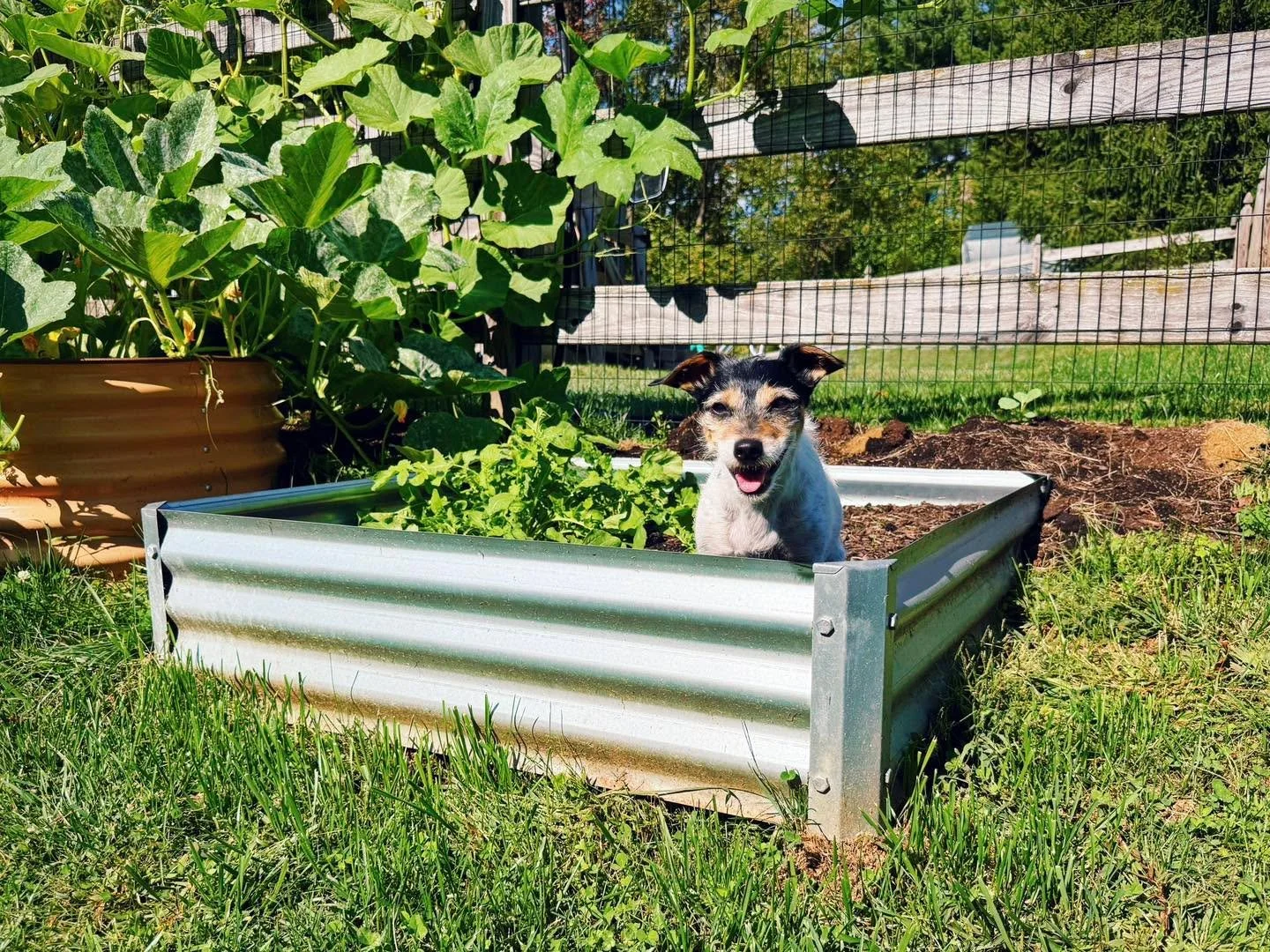 Behavior that gets reinforced gets repeated in the future! Thelma &ldquo;helped&rdquo; plant the arugula a couple of months ago. She got cheese for sitting while I planted and watered the seeds. She still runs out to sit in the arugula patch a few ti