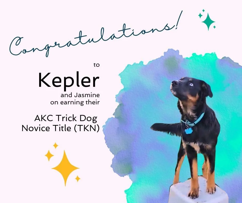 Please join in me in congratulating Kepler and his person, Jasmine, on earning their AKC Trick Dog Novice title! 

Of all of the tricks that Kepler performed, his &ldquo;Paws Up&rdquo; trick was my favorite. His tail swishes and he gazes up at Jasmin