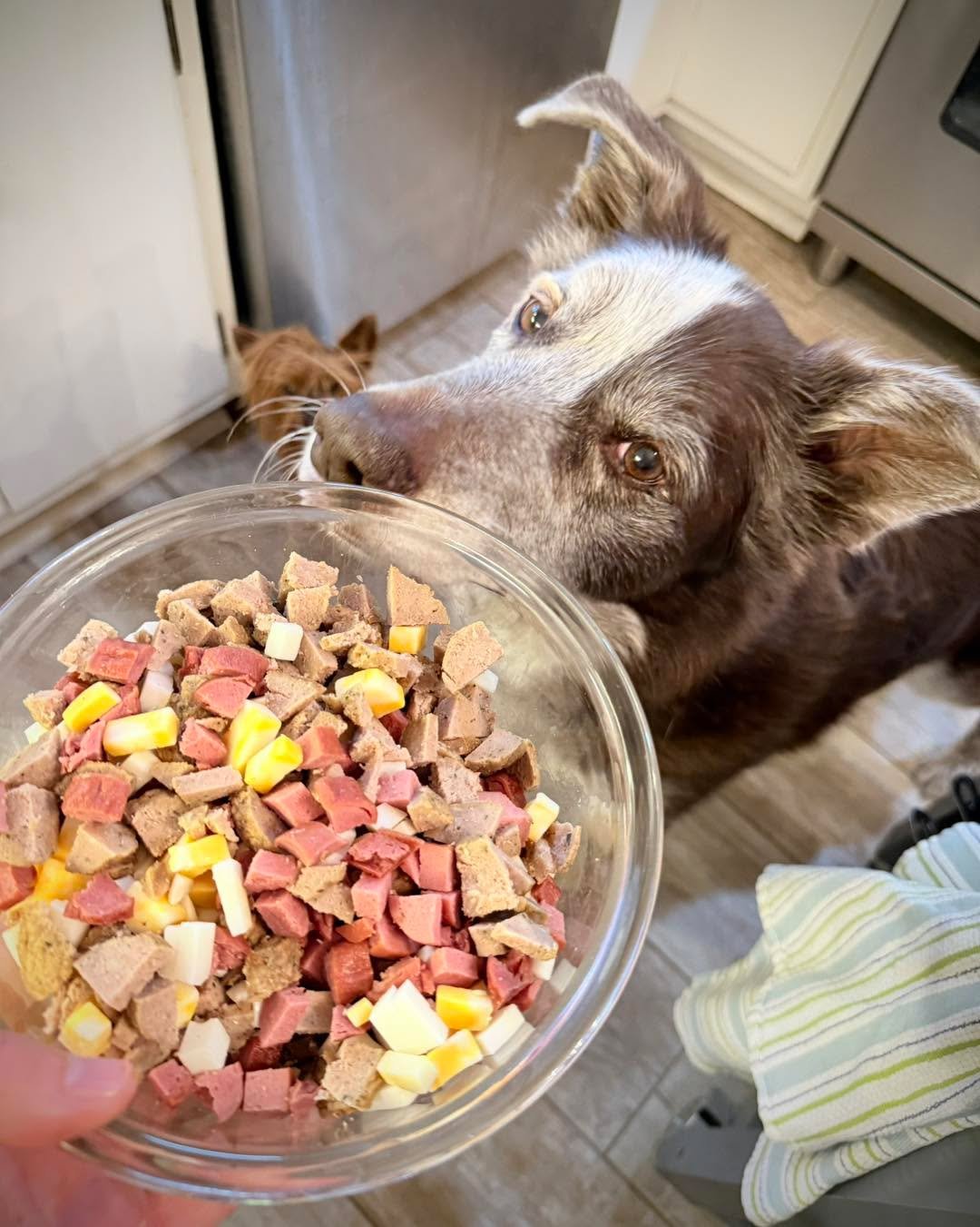 This is what five cups of food reinforcers looks like. Tycho inspected and approved! 

Two of our eight dogs have no teeth, and one has just three teeth left. With dogs of different sizes and needs, it&rsquo;s important to have a variety of small, so