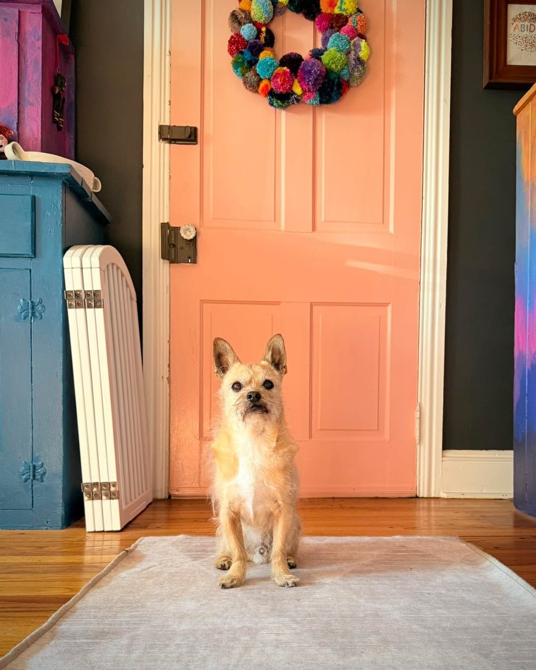 This is our front door (featuring the ever intrepid Miles). Notice the white thing on the left? That&rsquo;s a folding gate. If I decide to answer the door, I can unfold it in a few seconds and create a barrier to prevent our dogs from dashing out or