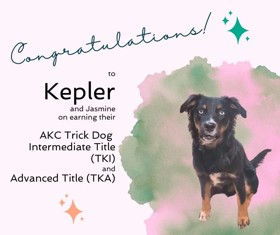 Please join me in congratulating Kepler and his person, Jasmine, on earning their AKC Trick Dog Intermediate AND Advanced titles (TKI, TKA)! 

Of all of the tricks that Kepler performed, his &ldquo;whisper&rdquo; trick was my favorite. Jasmine cues h