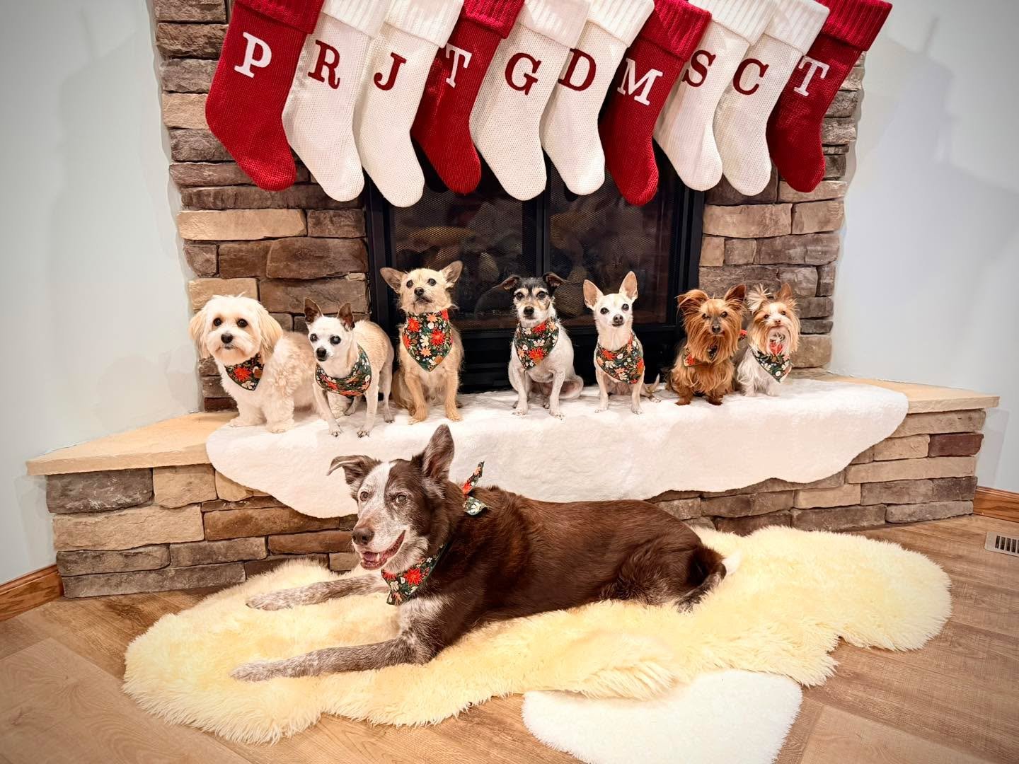 Merry Christmas and Happy Holidays, friends! 

Front: Tycho
Back L-R: Sissy, Gus, Miles, Thelma, Paloma, Dottie, and Coralie

❤️🎄🎁🎄❤️
