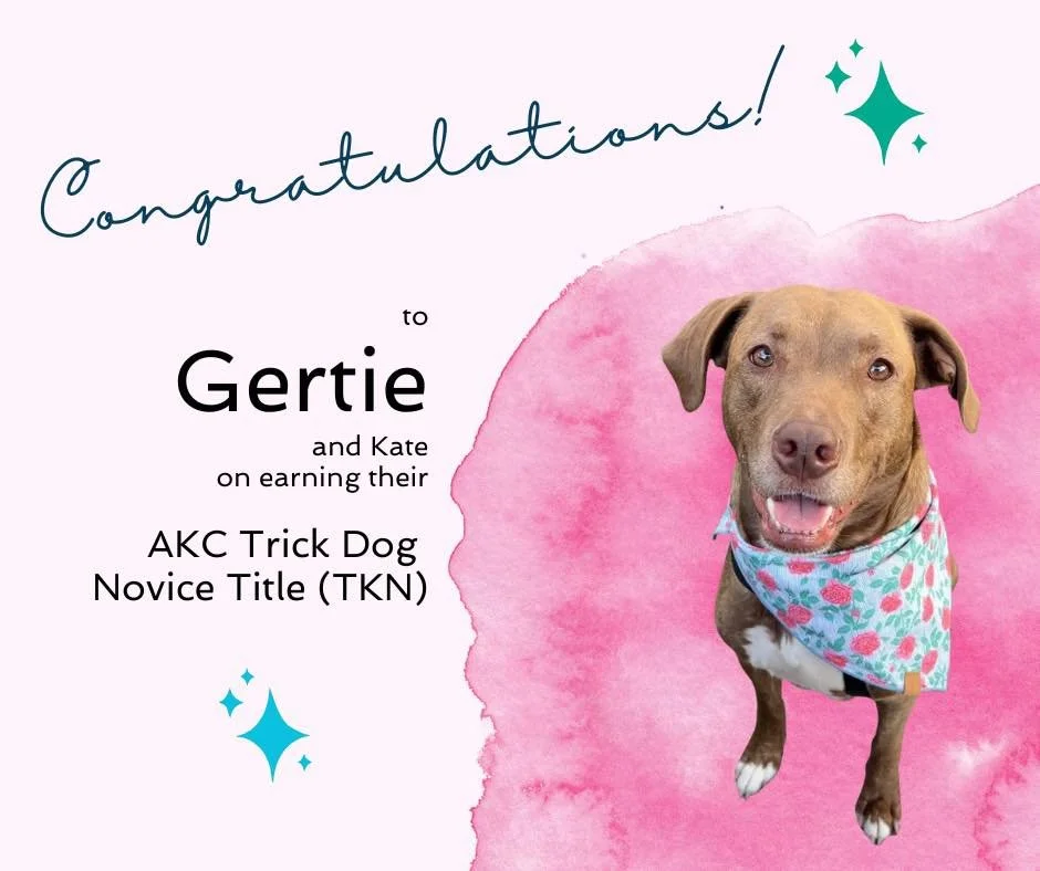 Please join me in congratulating Gertie and her person, Kate, on earning their AKC Trick Dog Novice title (TKN)! 

My favorite tricks were Gertie&rsquo;s spins. Kate chose &ldquo;wax on&rdquo; as a cue for one direction, and &ldquo;wax off&rdquo; for