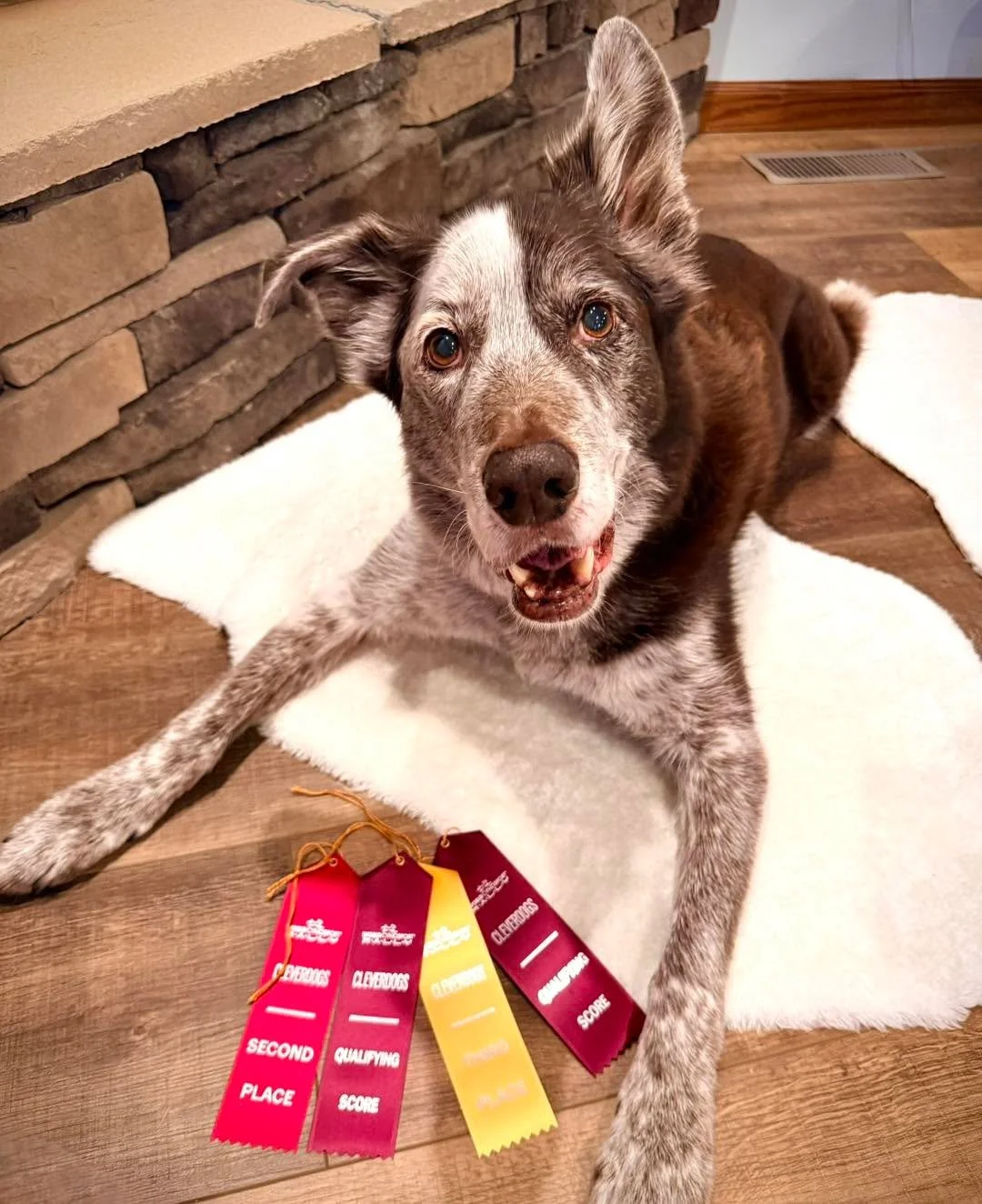Last weekend, Tycho and I drove to Dublin, Ohio, to try Rally Flash. We&rsquo;d entered on a whim just two days before, and practiced in the garage for exactly 11 minutes total. Rally Flash is a newer thing. There are no sits or downs involved, makin