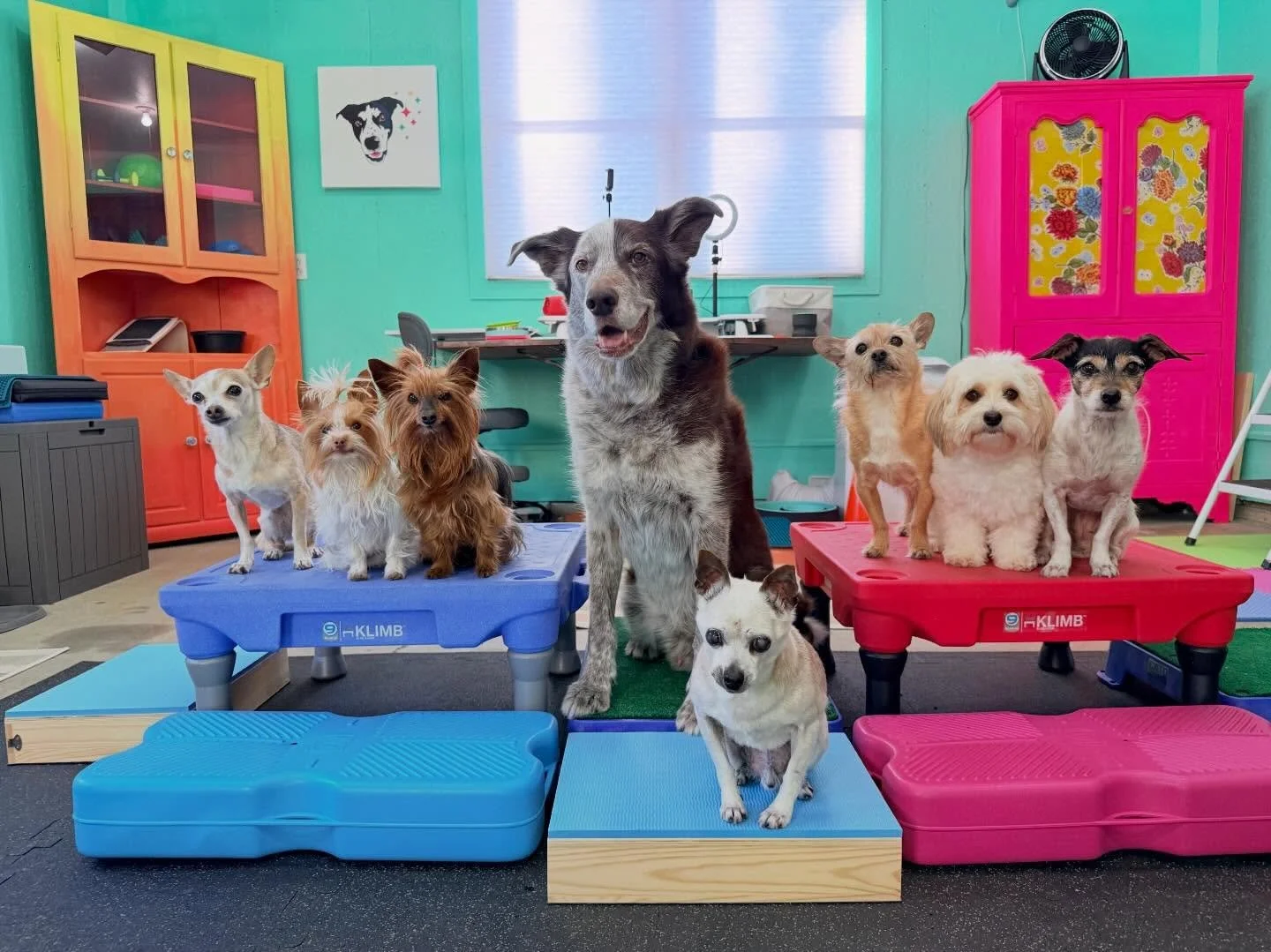 My logo features Mulligan, happy and smiling. I finally got a stretched canvas to finish my little garage training space in Ohio. 

I started this project last year. I primed and painted the walls and ceiling, refinished the two cabinets, put down so