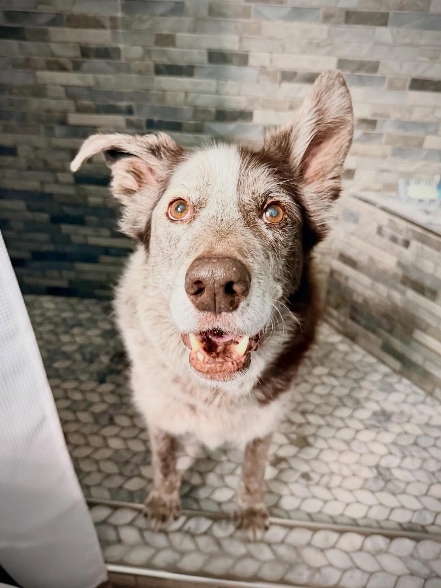 The snow, ice, and very cold temperatures in Ohio required us to suspend our outdoor activities. 

Despite my best efforts, the boredom and restlessness reached epic levels. Tycho got himself swirled into such a state that he started asking for a bat