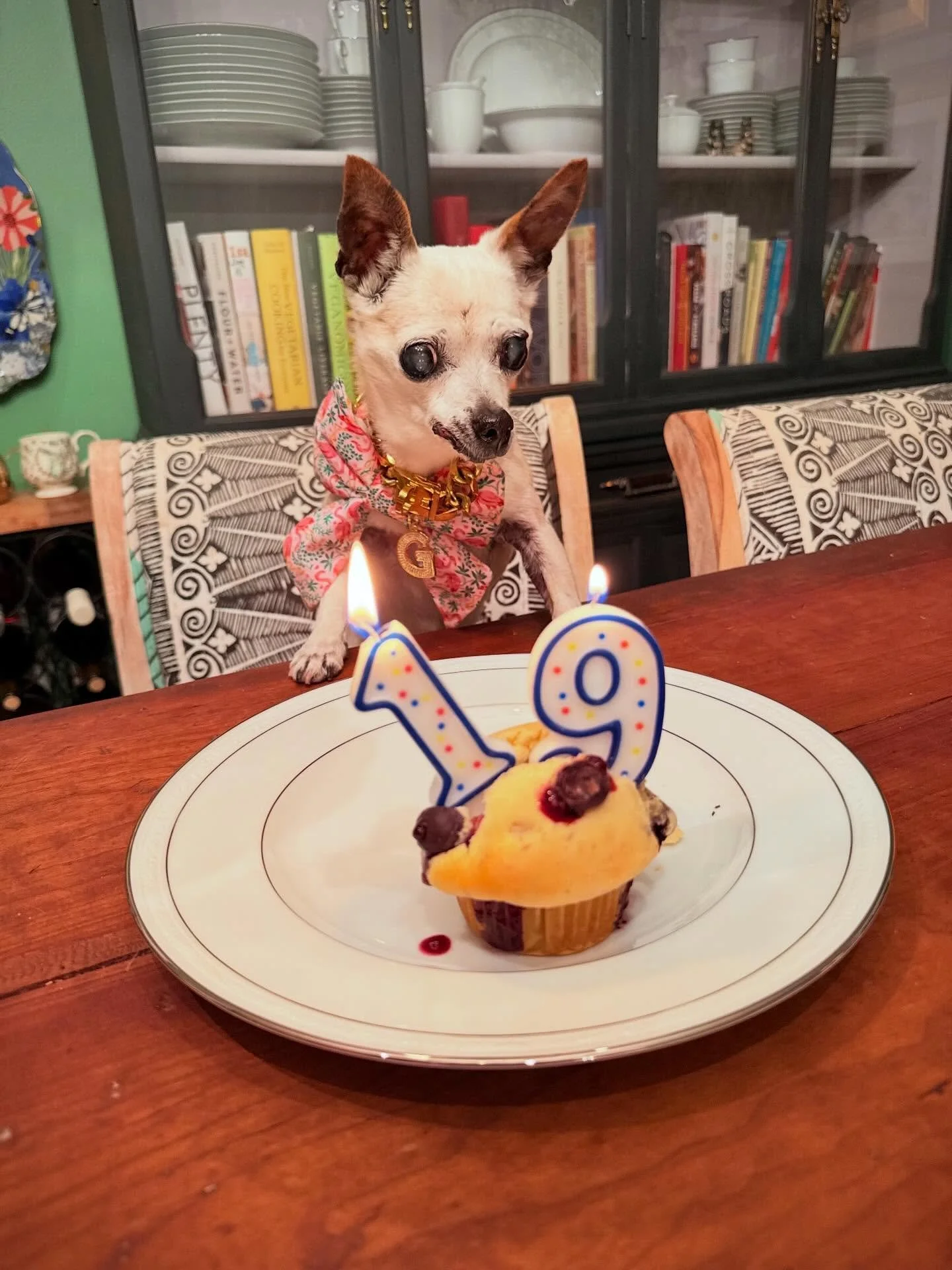 Last Thursday, we said goodbye to our beloved Gus. 

Gustavo Not Without My Gouda TKN RL1, 11.5.2006-2.19.2026

When we set out to adopt a senior dog in 2016, I didn&rsquo;t expect him to be with us for too long. But we belonged to each other for ove