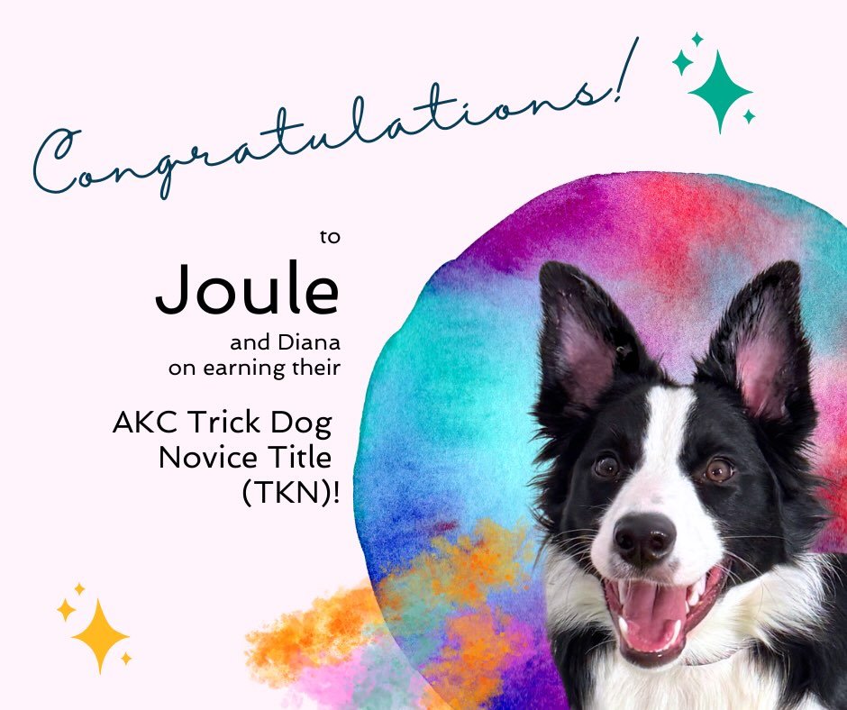 A bit late, but please join me in congratulating Joule and Diana on earning their AKC Trick Dog Novice (TKN) title! 

Diana does such an incredible job of using play as a reinforcer. Her timing is excellent, and she is so generous with her reinforcem