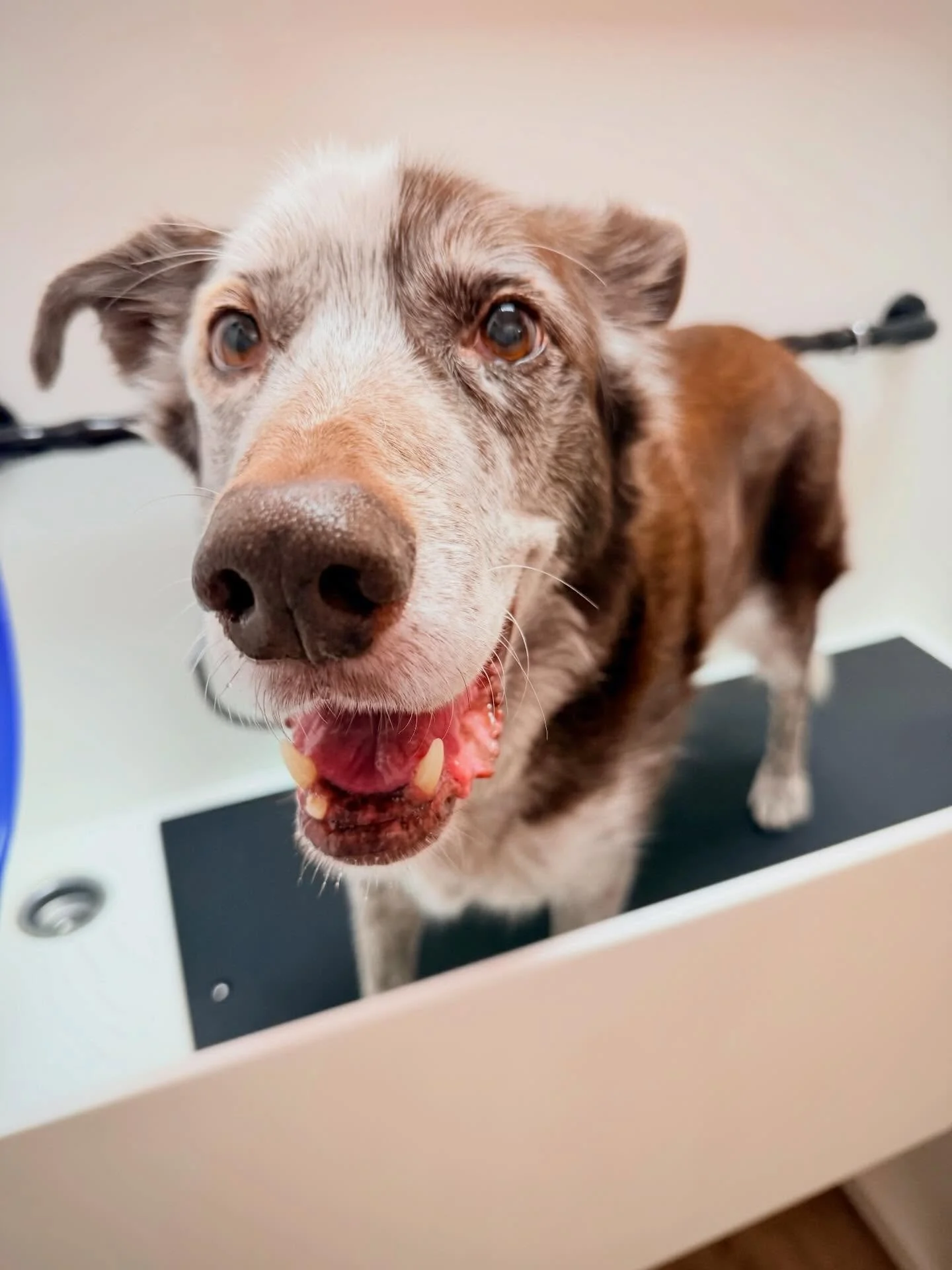 Tycho and I are heading to ClickerExpo New York tomorrow! We stopped at our favorite self-service dog wash today. Tycho is now extra handsome for our trip! 

I&rsquo;m looking forward to sharing all about our conference experiences! 

#clickerexpo #n