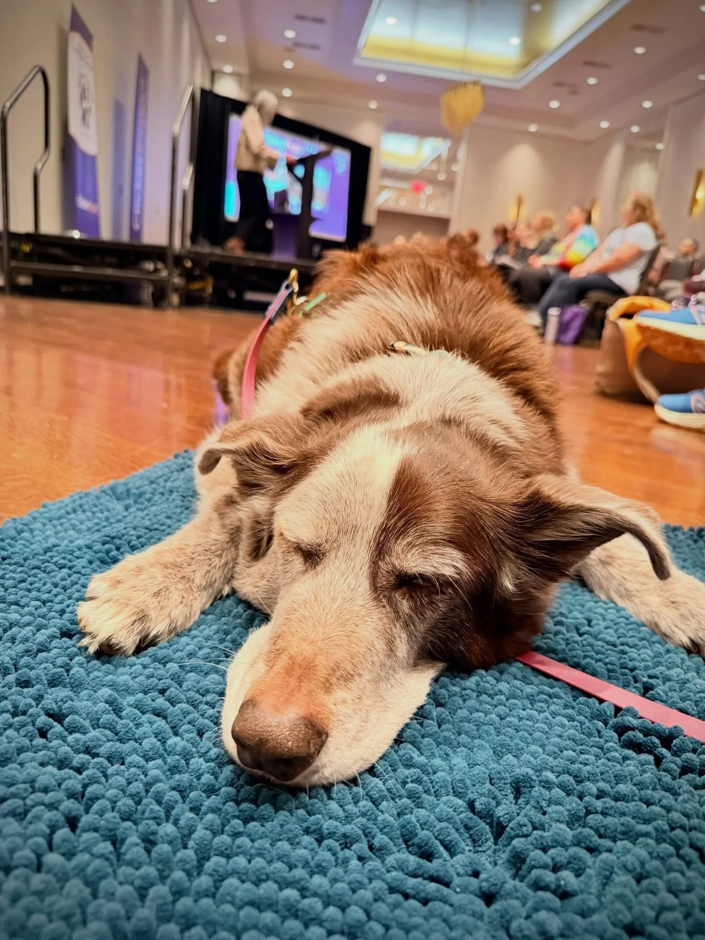 Tycho and I had an amazing time at ClickerExpo 2026. Tycho walked around the conference with a big grin on his face and mostly napped through presentations. 
But, even his napping was disruptive at one point. He was having such an epic dream, featuri