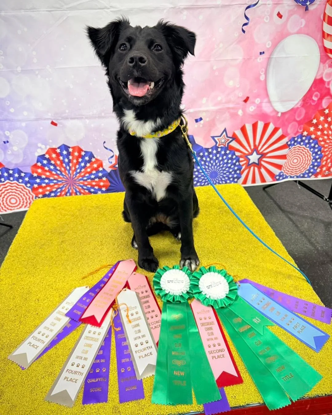 Though I&rsquo;ve been quiet, behind the scenes there&rsquo;s a lot happening. Next to updating my website and working on some new class ideas, we&rsquo;ve been soaking up a lot of BPE (Big Puppy Energy) with Clementine!

Clementine has lived with us