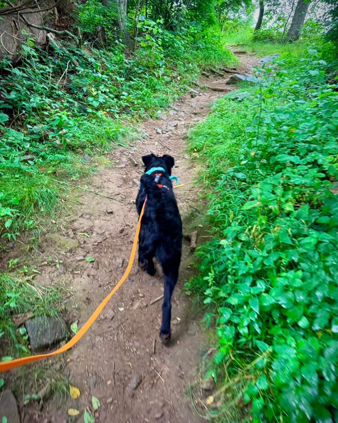 This is your seasonal reminder that it&rsquo;s okay if your walks look like this. Your dog is out in front of you, stopping to sniff, lagging behind you, weaving back and forth, and all the variations in between. 

When we&rsquo;re out for a walk or 