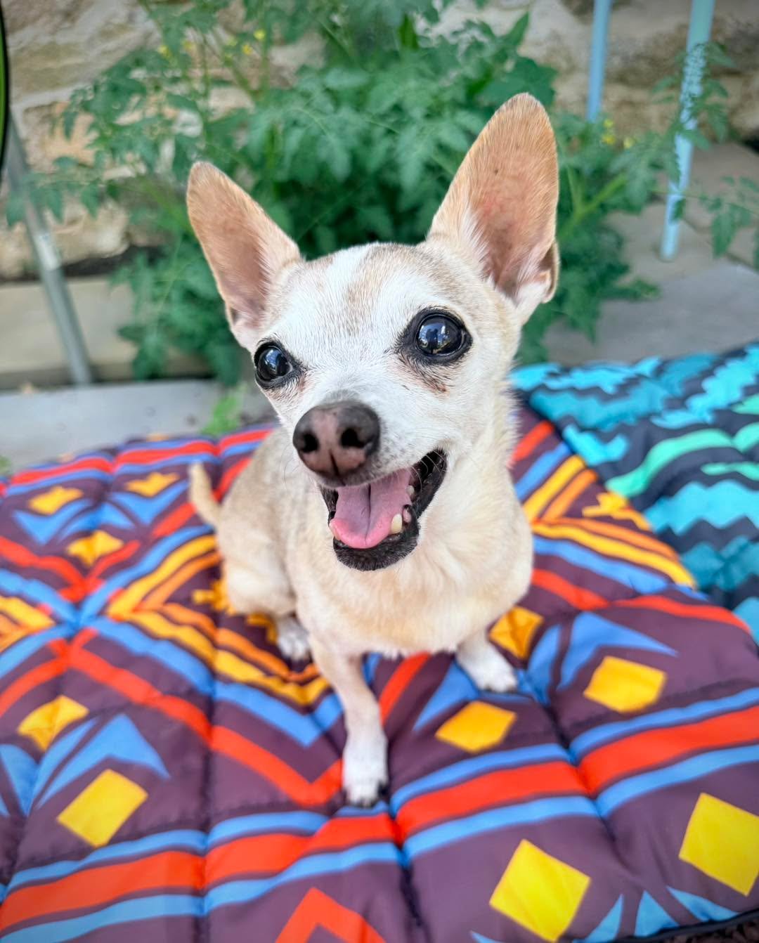 Paloma turned eighteen years old a few days before we brought Clementine home! 18!! Despite some mobility challenges, she is still quite spry and spicy. This morning, she helped test out the training plan for my Back Up + Rear Foot Target class. I th