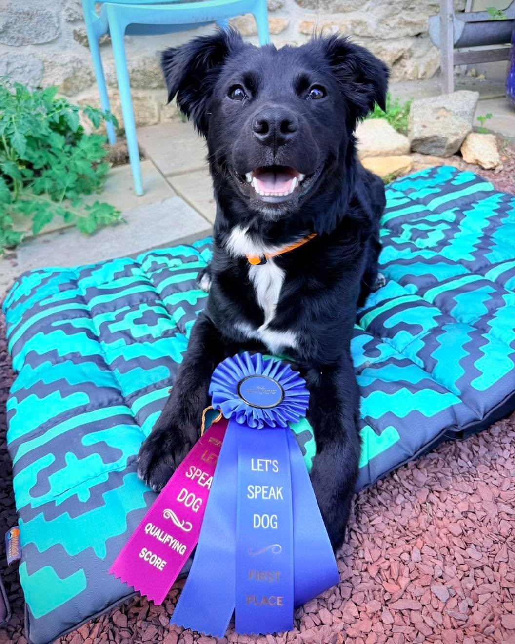 Over the weekend, Clementine and I competed in our first WCRL Rally Trial together. We scored a 207 in our first run, earning a qualifying score and first place! 

During our second run, another dog started barking outside the ring, and Clementine go