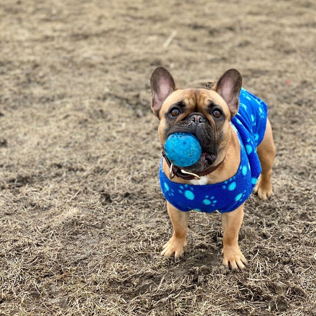 Mabel! Isn&rsquo;t that ball a little big for your mouth? ⁠
⁠
🐕 Mabel⁠
👩 @bholmes120