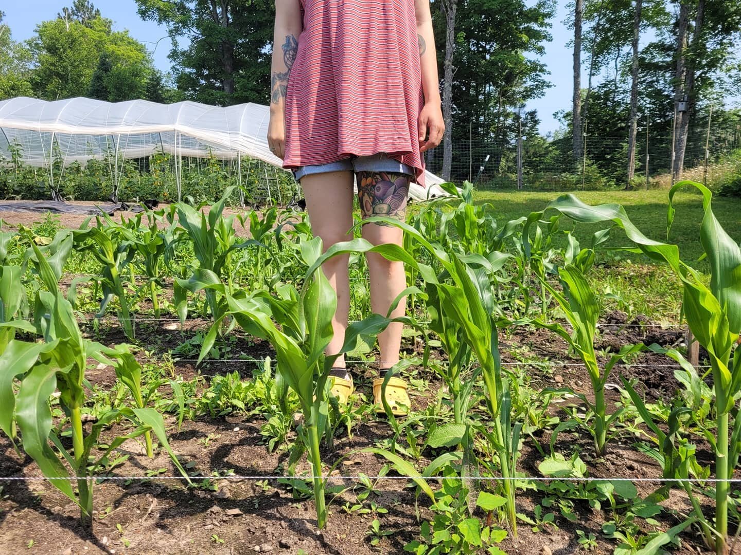 Knee high by the fourth of July! 🌽🍿

(Aka corn trees for Oliver)
.........................................
#pileatedfarms #homestead #michiganfarm #chathammi #homesteadersofmichigan #kneehighbythefourthofjuly #corn #vegetabletattoos #farmdog
