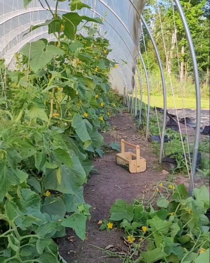 Here is a super sped up #tunneltuesday trellis and pruning session 🥒 

Yesterday's harvest included: 25 lbs of cukes, some celery for a soup, and lots of squash (which is already processed in the freezer for winter enjoyment) 👩&zwj;🌾
 
Brian took 