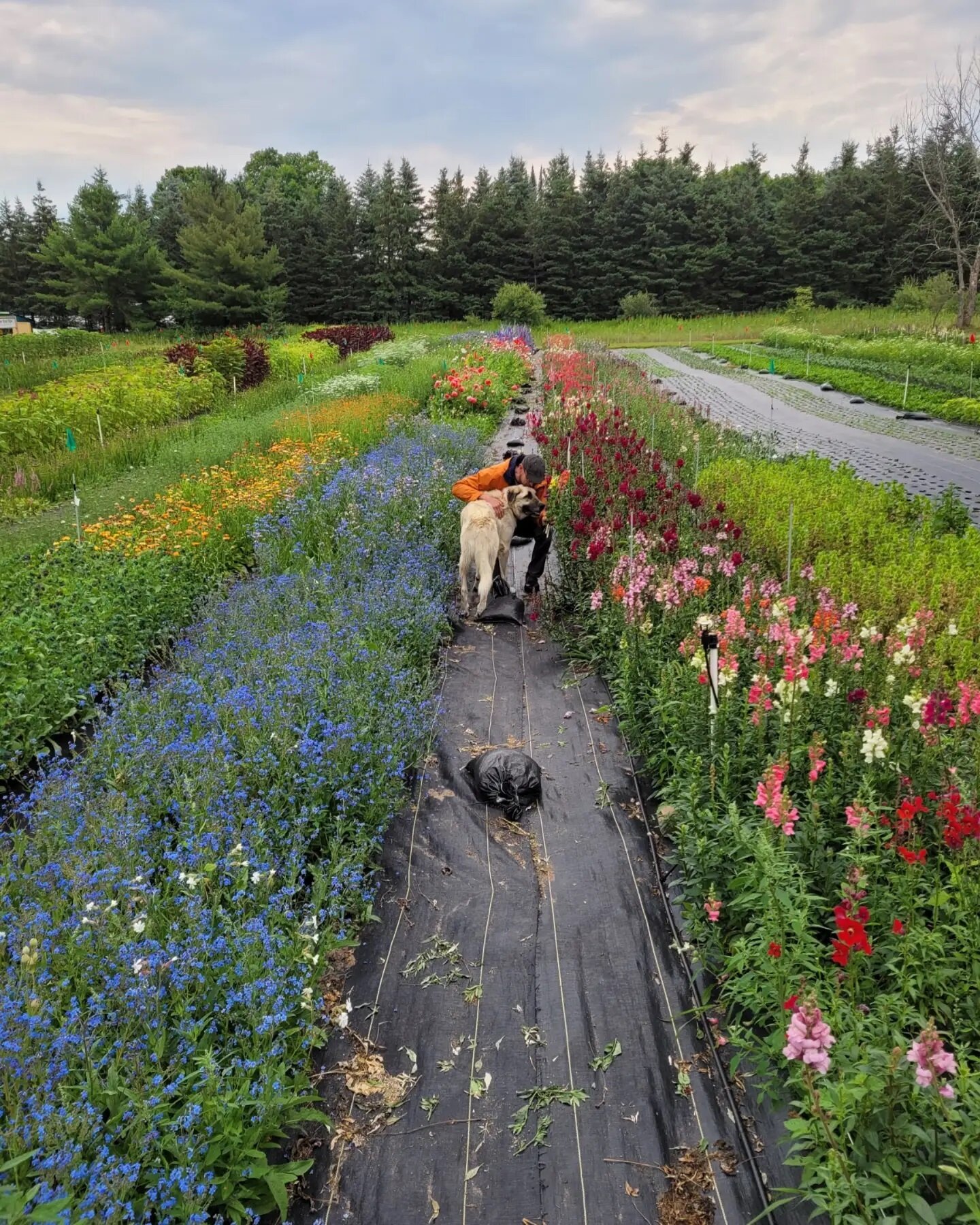The YOOP pick flower field over at @rockriverfarm is so very dreamy. Even Richard made an appearance! 

Brighten up your day by picking yourself a bouquet - we all deserve it 🌻⚘🌼