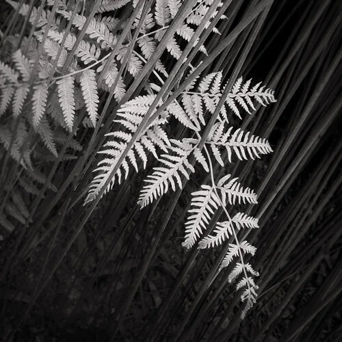 Smartphone Photography Course with Ashley Mackevicius (SOLD OUT)