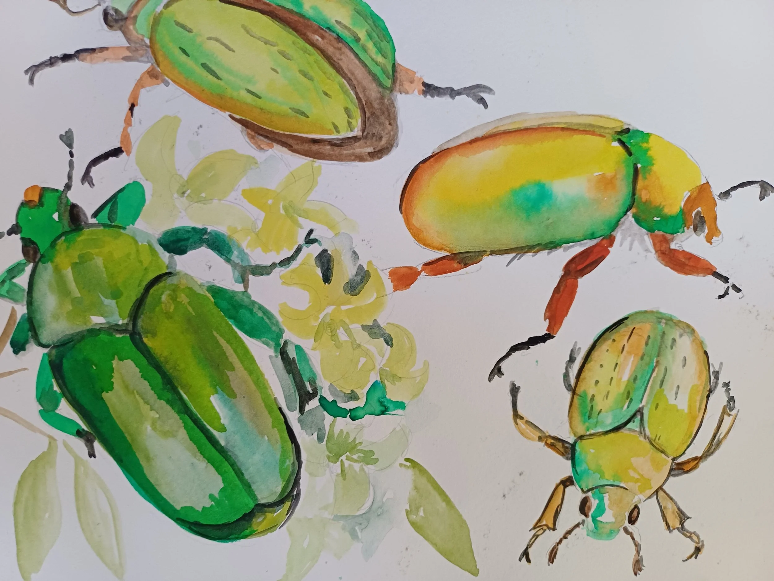 Butterflies, Bugs and Blooms Relaxed Watercolour with Fiona Boxall  21st Sep 10 til 4