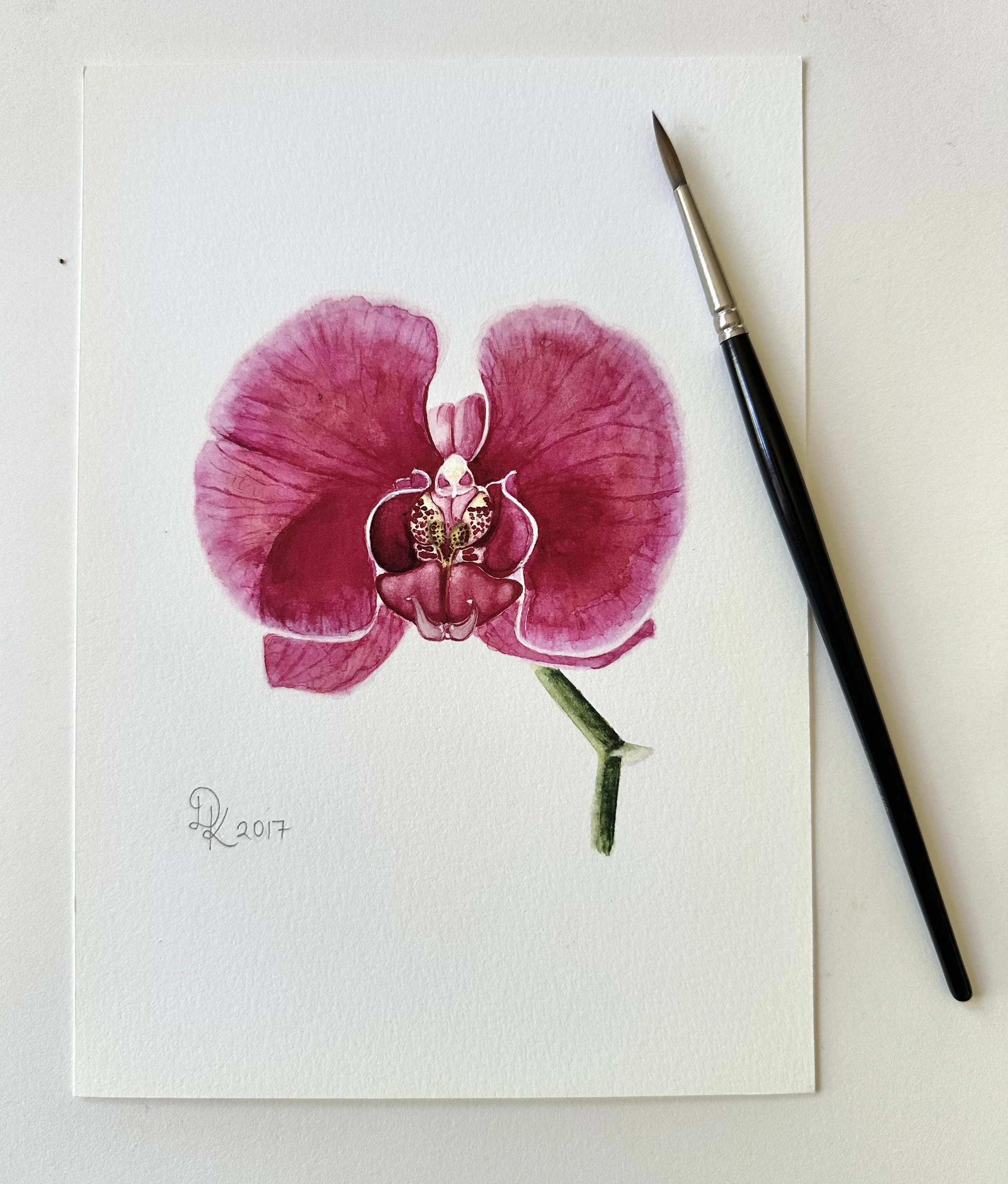 Phalaenopsis Blooms, Botanical Illustration &amp; Watercolours’  With Dominika Keller 23rd May 10 til 4pm