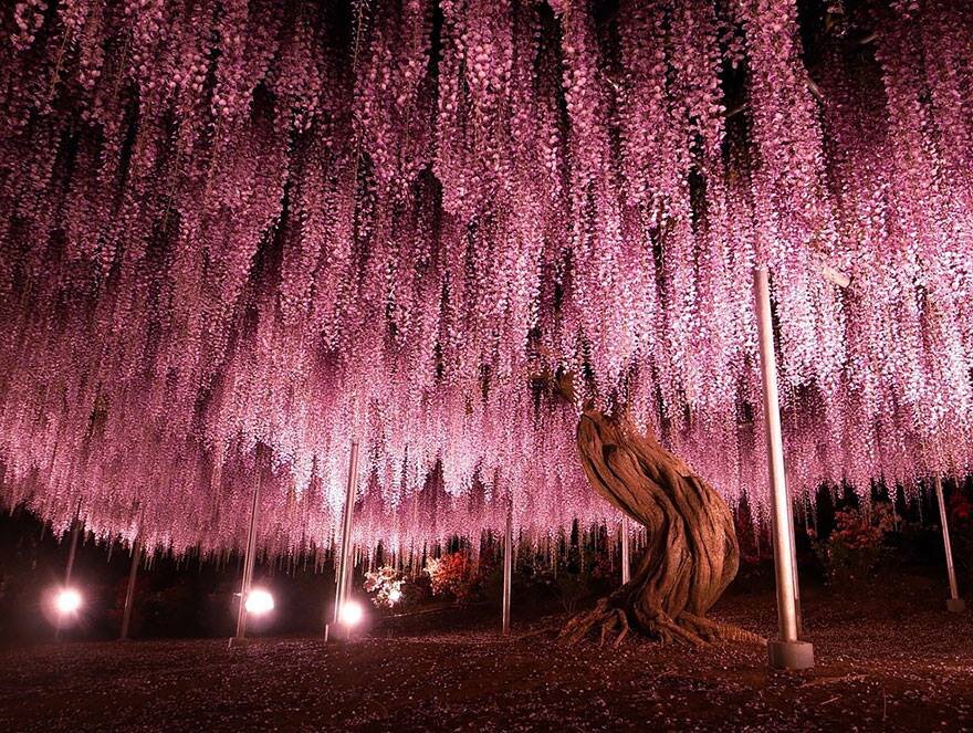 japanese wisteria 144yrold.jpg