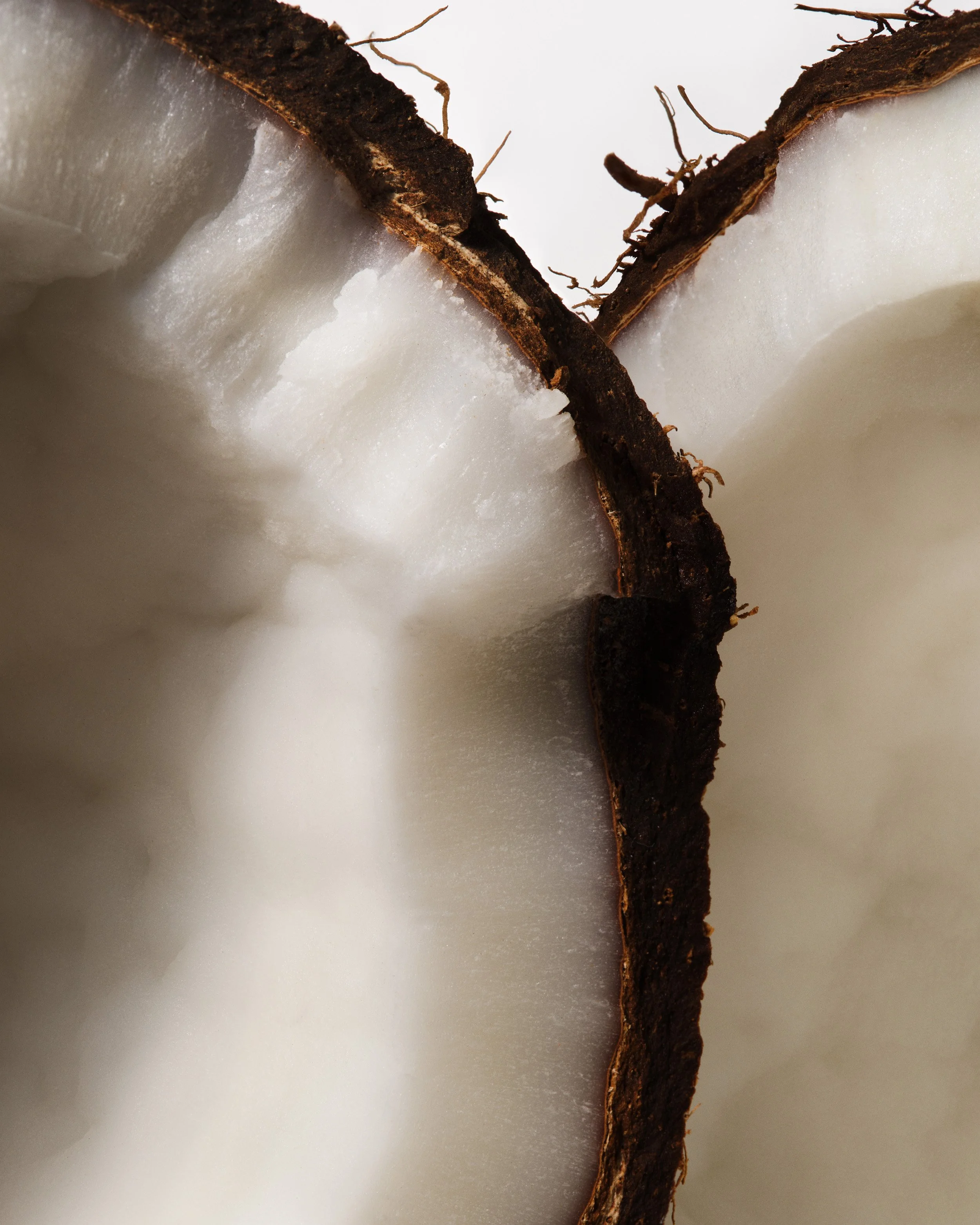 25-11 3402-06A RKKY_SPG INGREDIENT MACRO COCONUT_QC_SRGB300.jpg