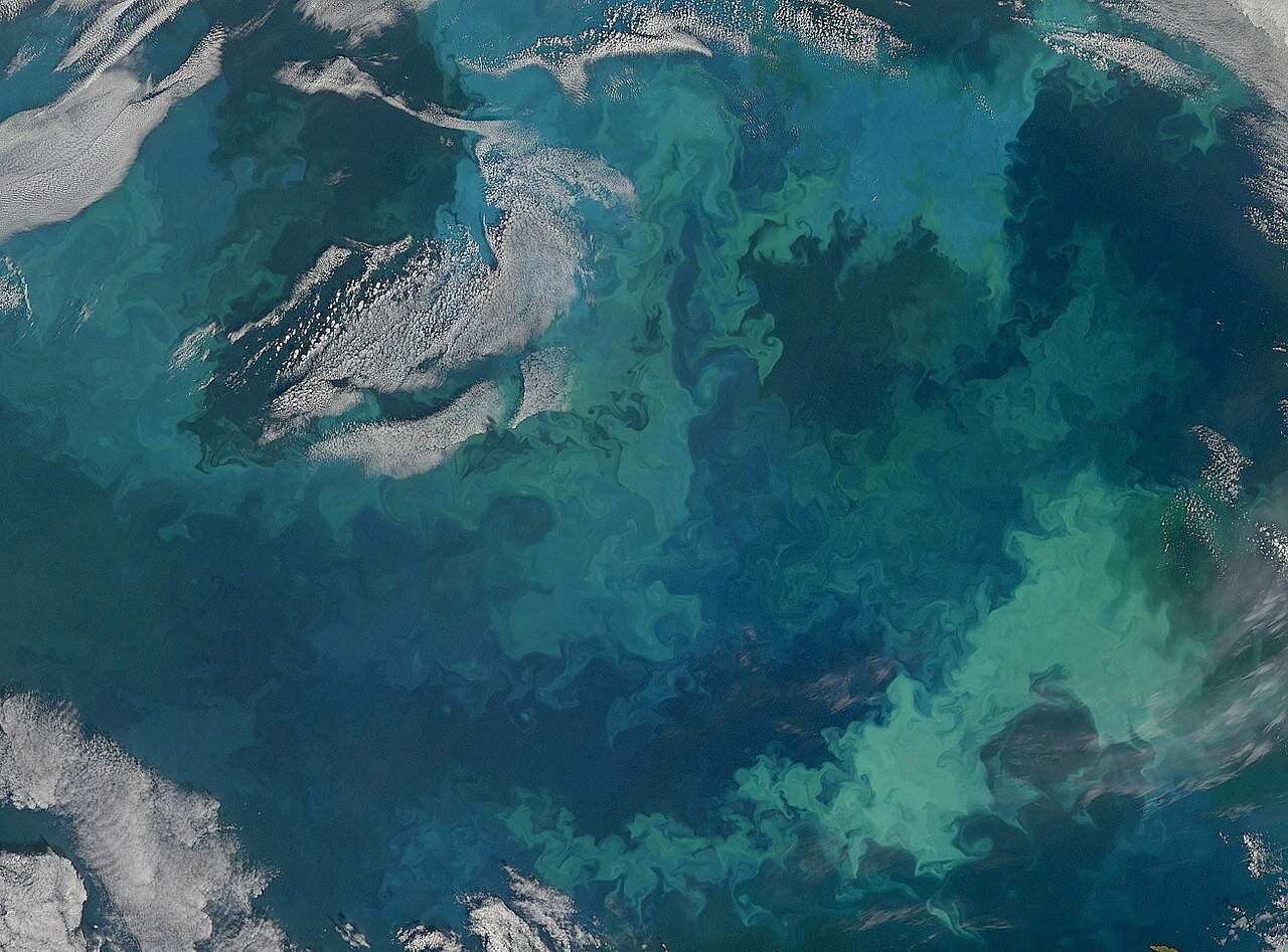 1280px-Phytoplankton_Bloom_in_the_Barents_Sea_(Detail)_(4971318856).jpeg