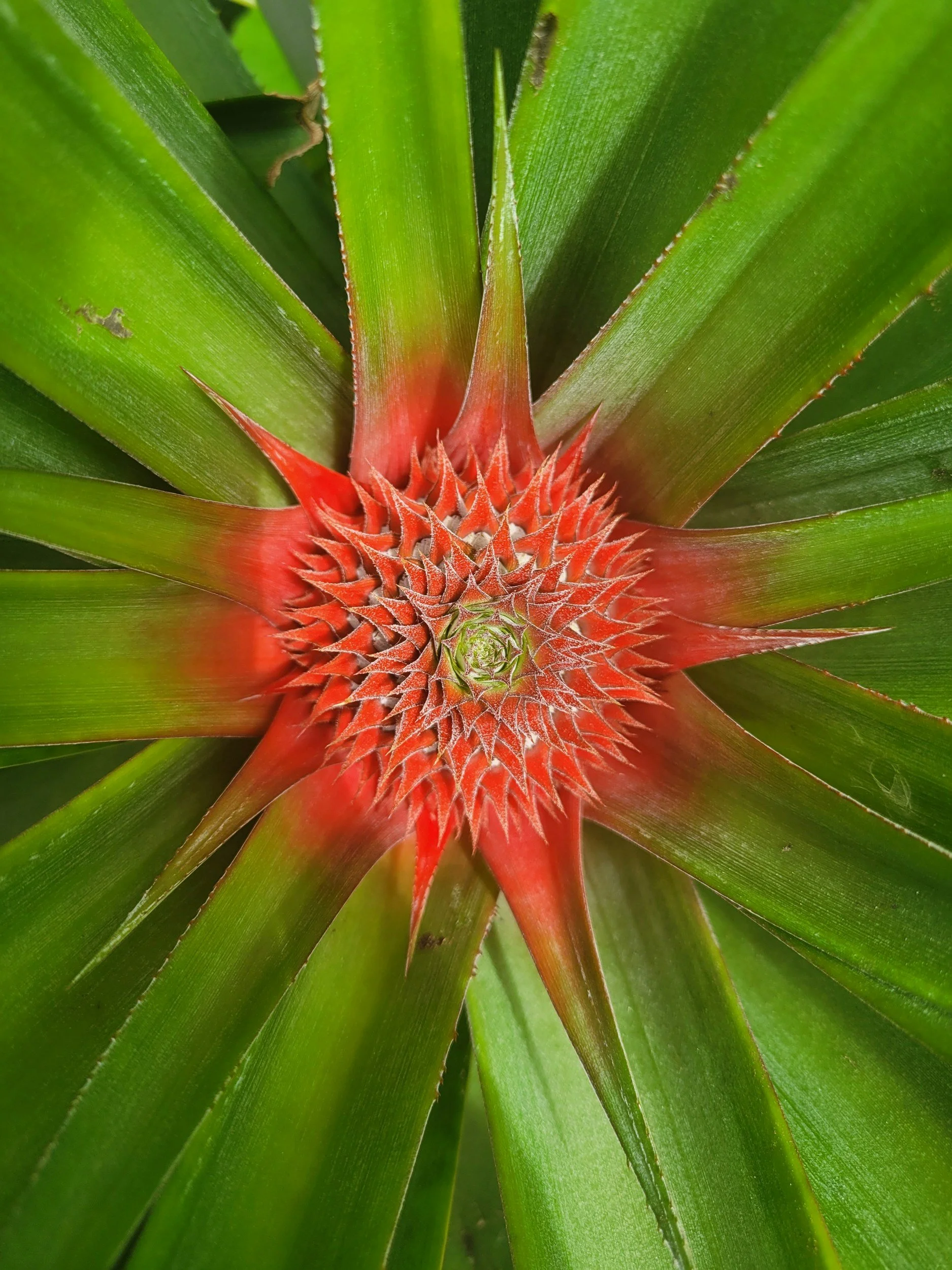 Red Orange Cactus Flower