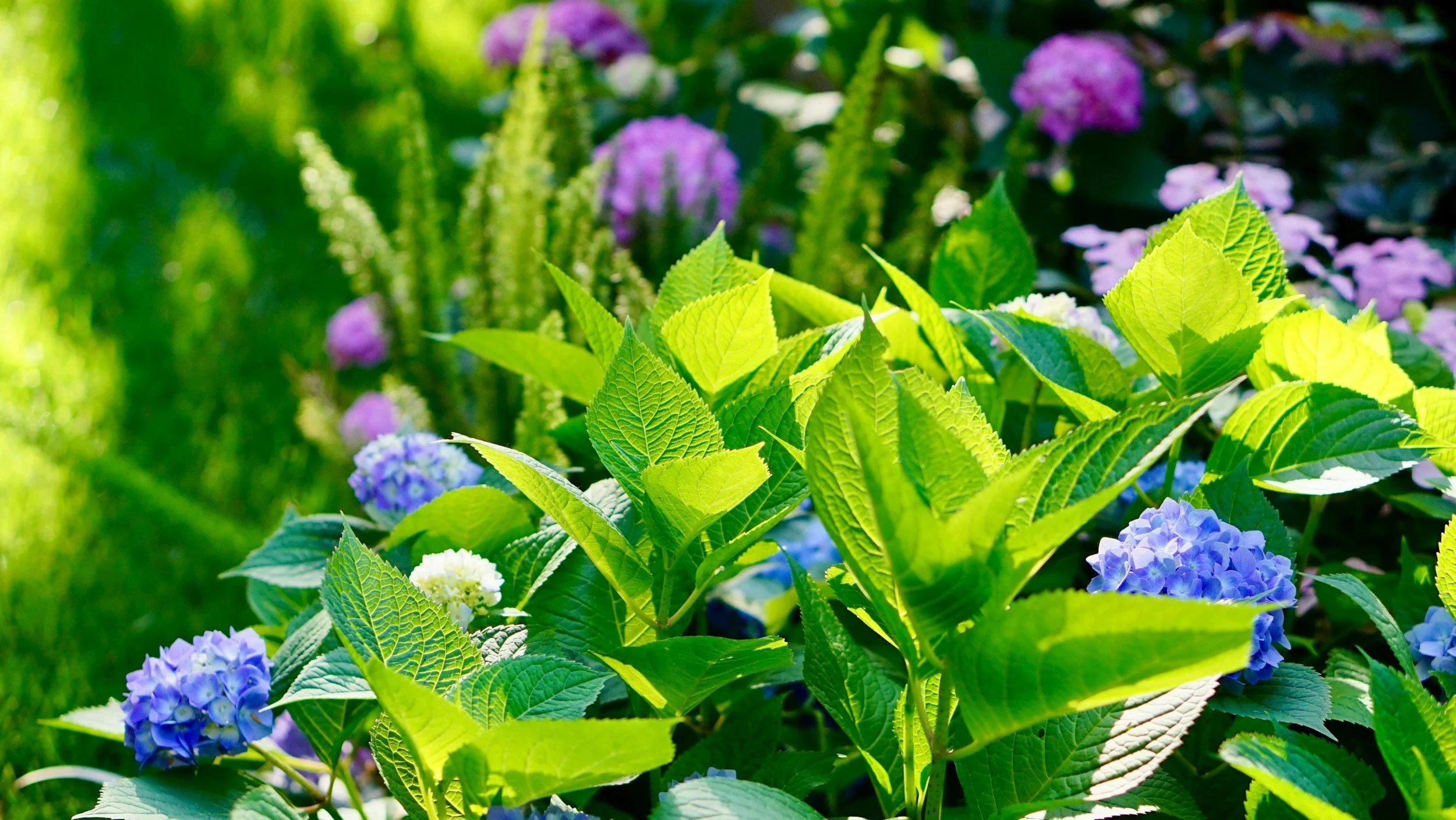 Purple and blue rounded flowers