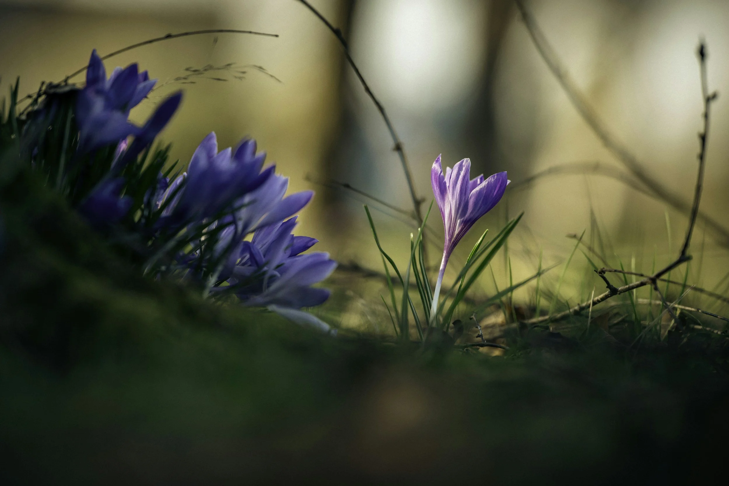 Spring flowers budding - blue and purple