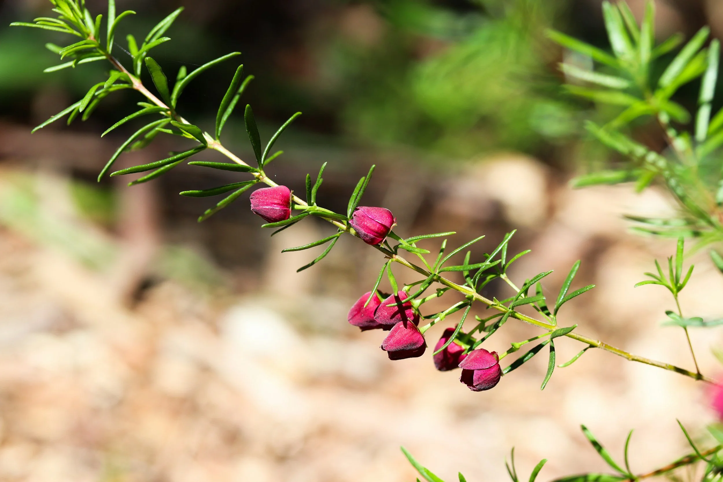 Green branch with burgandy flowers by Megan Clark @megmakesme