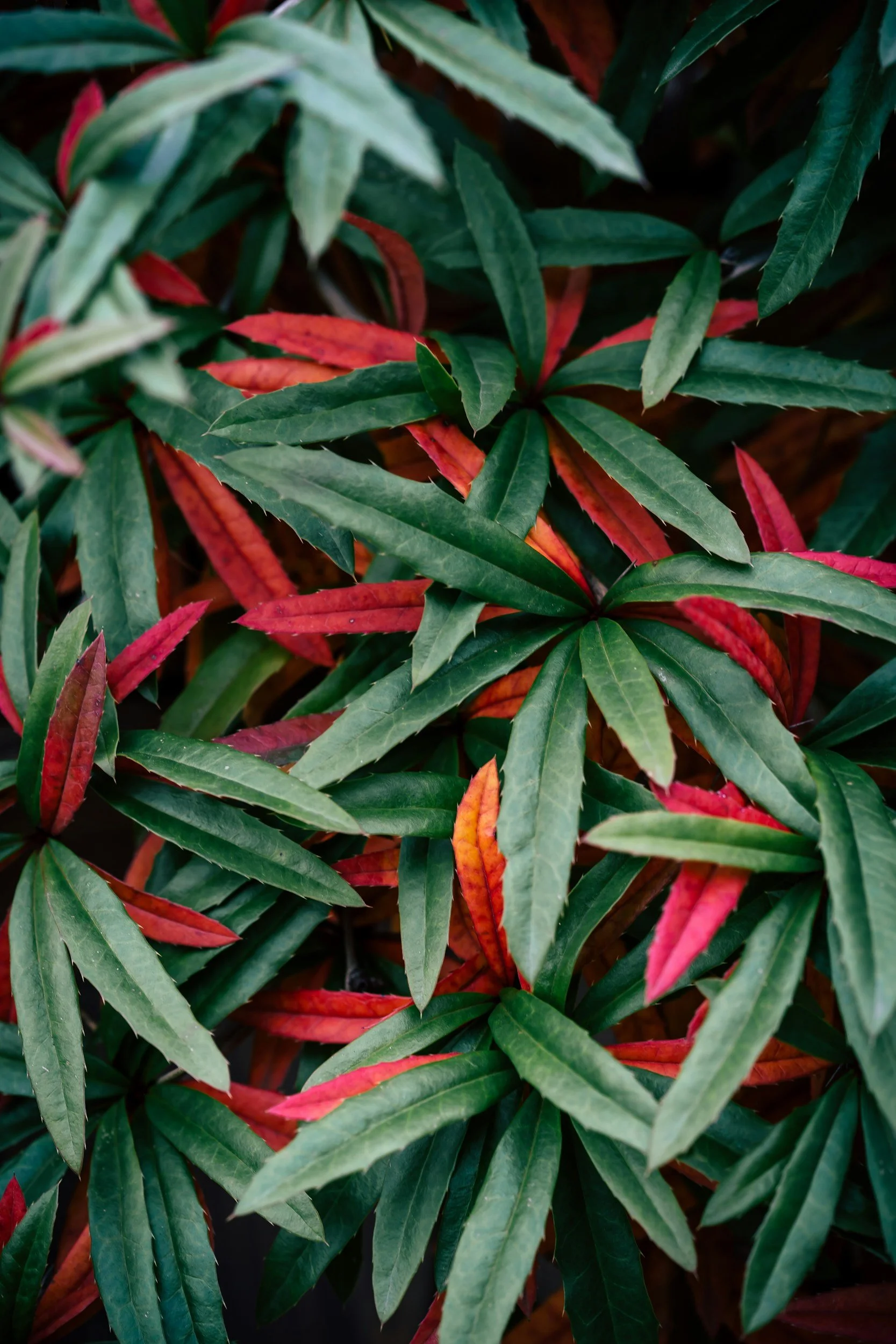 Plants with burgandy leaves