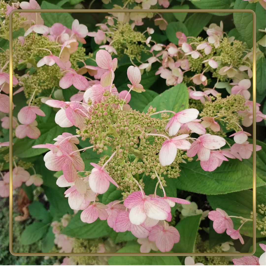 What I learned from a blooming rhododendrum