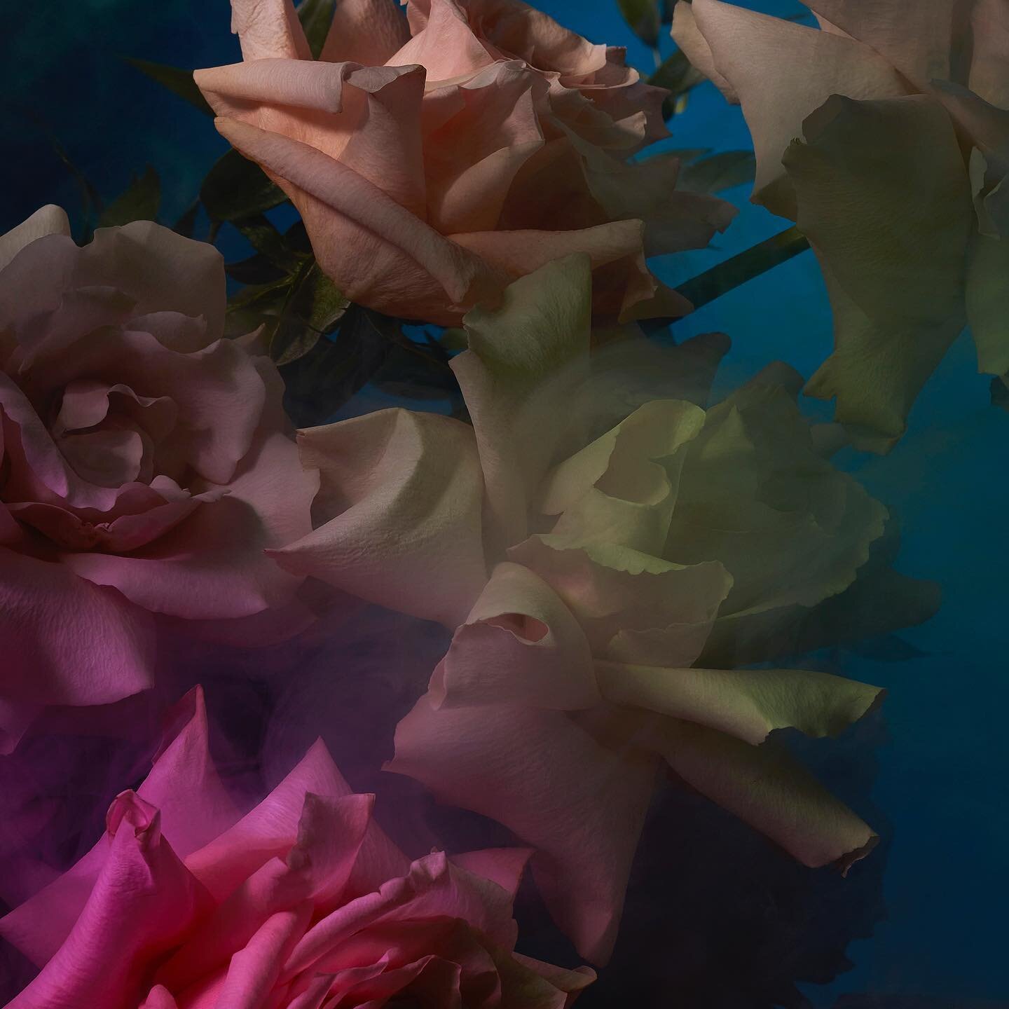 Silent Bloom 34.
Check out the full series, editions and art statement on the website - link in bio! 
 

//
&copy; Benjamin Cole Art.
.
.
.
#contemporaryart #contemporaryphotography #fineartphotography #roseart #australiancontemporaryart