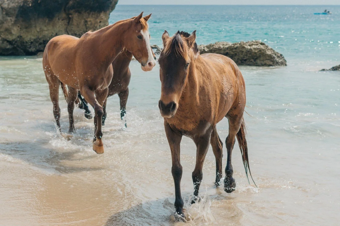 indonesia_sumba_alamayah_wild_horses.jpg