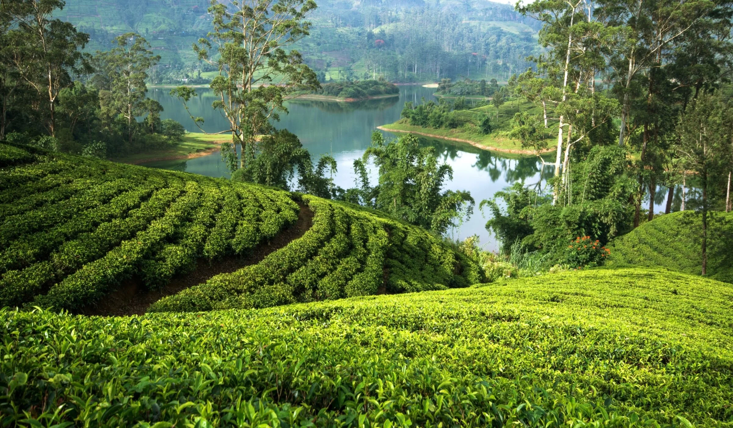 Tea-Country-Sri-Lanka-AdobeStock_139544302-2400x1400-f50_50.jpg