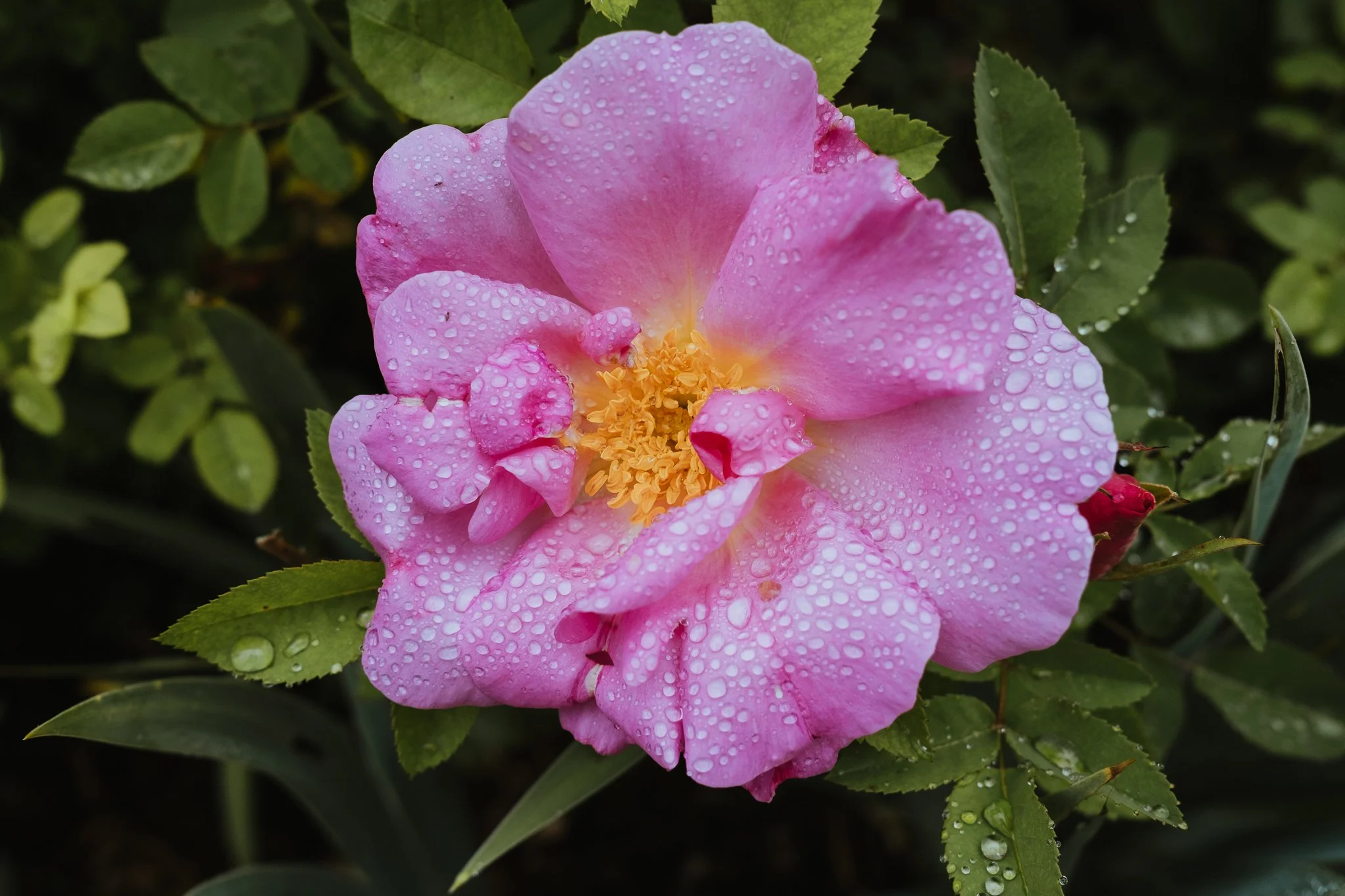 DSCF1035.jpg