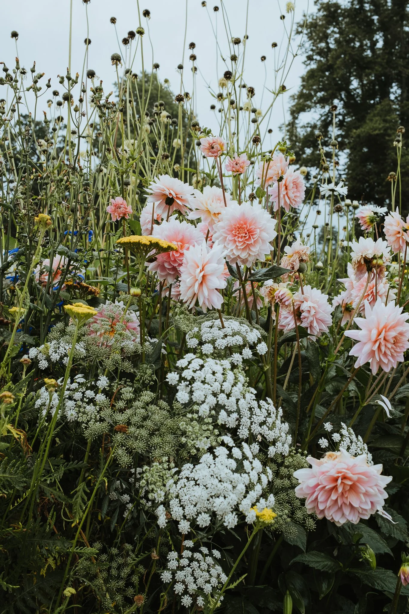 DSCF1086.jpg