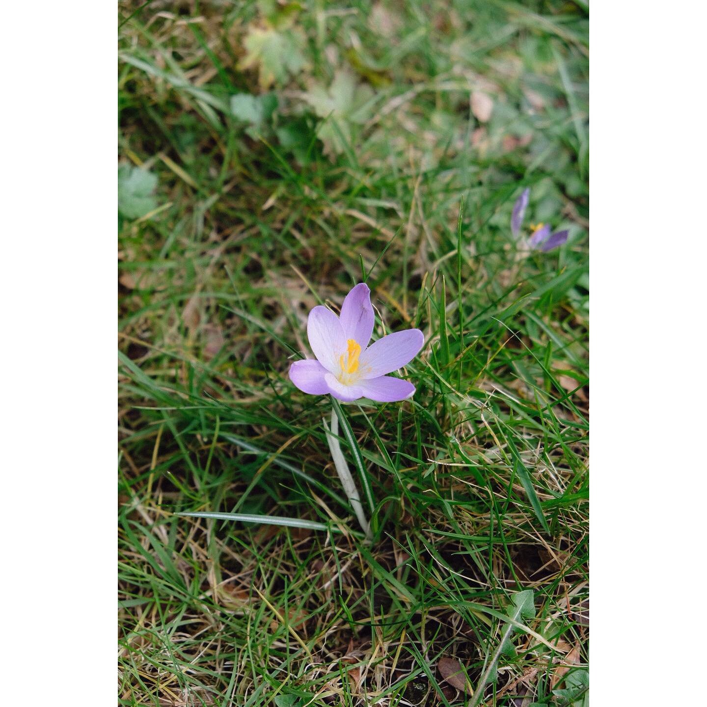 Looking for spring, Feb 2023

#fujifilm #documentaryphotography #garden #spring #crocus #fujilove #fujifilm_xseries #repostmyfujifilm