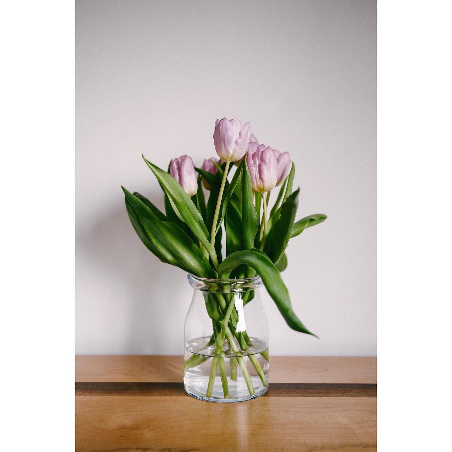 Tulips brightening up a grey day. 

February 2023

#fujifilm #tulips #flowerphotography #interiorphotography #fujilove #repostmyfujifilm #myfujifilm #tulips #lifestylephotography #somersetphotographer