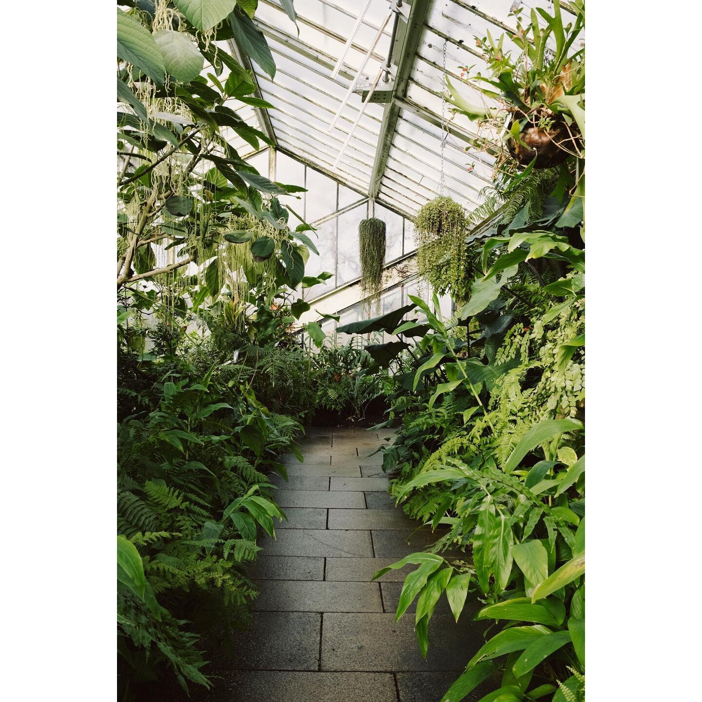 Kew Garden&rsquo;s, March 2023
.
.
.
.
.
.
.
.
.
.
.
.
.
.
.
#kewgardens #kew #orchid #glasshouse #houseplants #plantsmakepeoplehappy #fujifeed #myfujifilm #x100v #london #bontanicalgardens