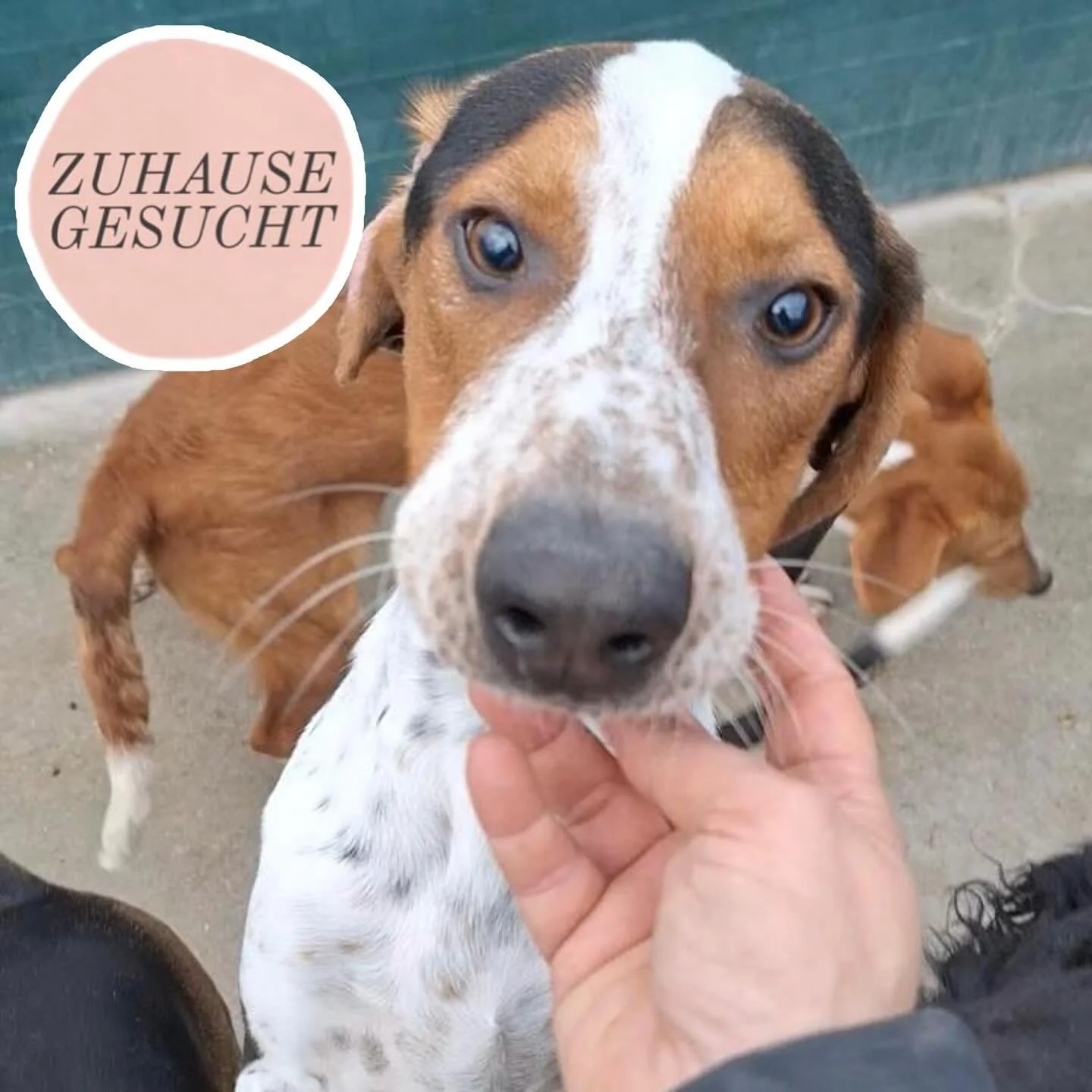 Lieber Beetlejuice sucht ein Zuhause oder eine Pflegestelle ❤️
Seit über einem Jahr sitzt Beetlejuice im Tierheim und wartet endlich auf den Start in ein richtiges Leben. Er ist ein so freundlicher und sozialer Charakter und wir verstehen nicht