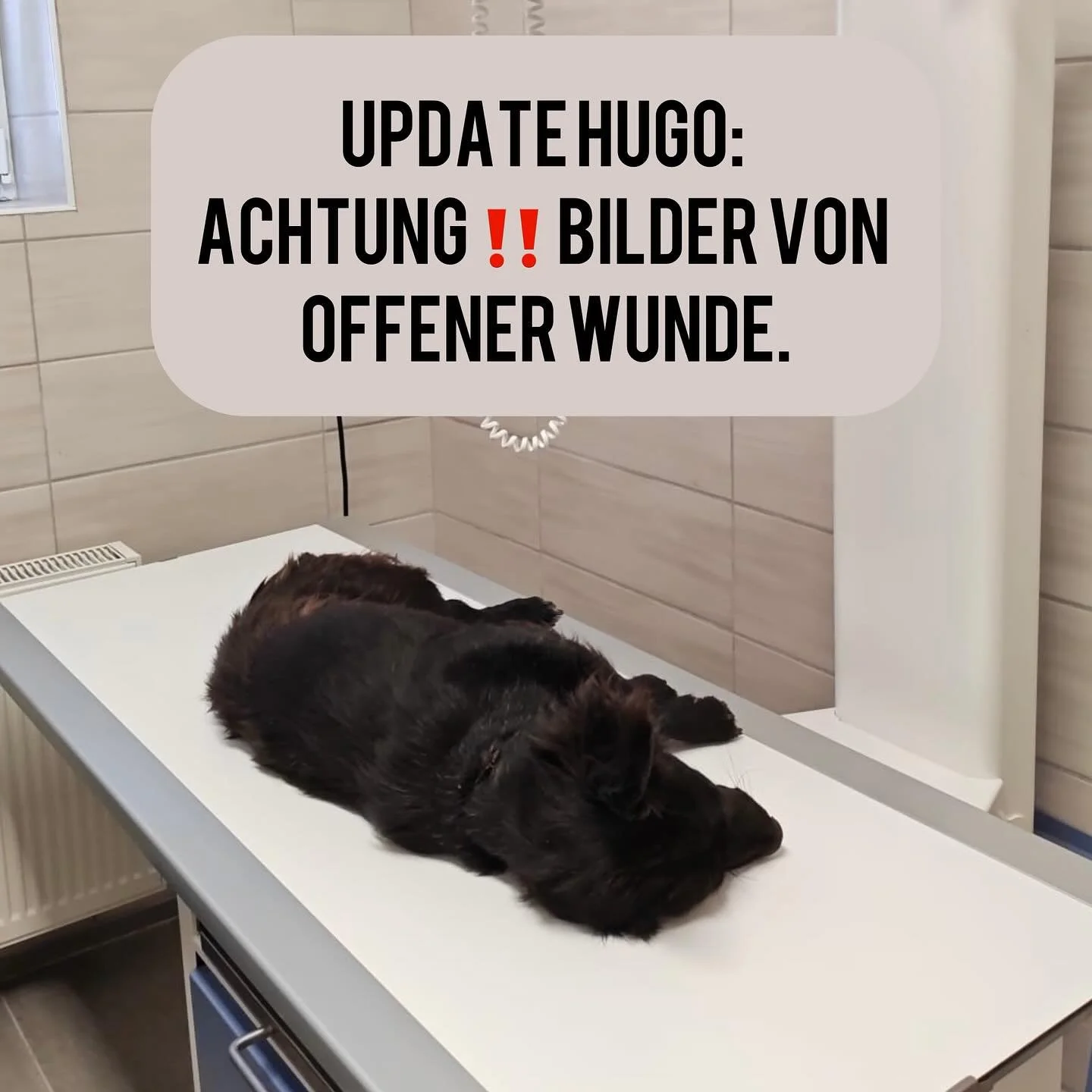 Ein Update für euch von Hugo (ehemals Elio):
Hugo hat sich ganz toll entwickelt und hat endlich wieder vertrauen zum Menschen aufgebaut. Leider wächst der der untere Teil der Wunde nicht richtig zusammen. Die Ärztin meinte, dass es so