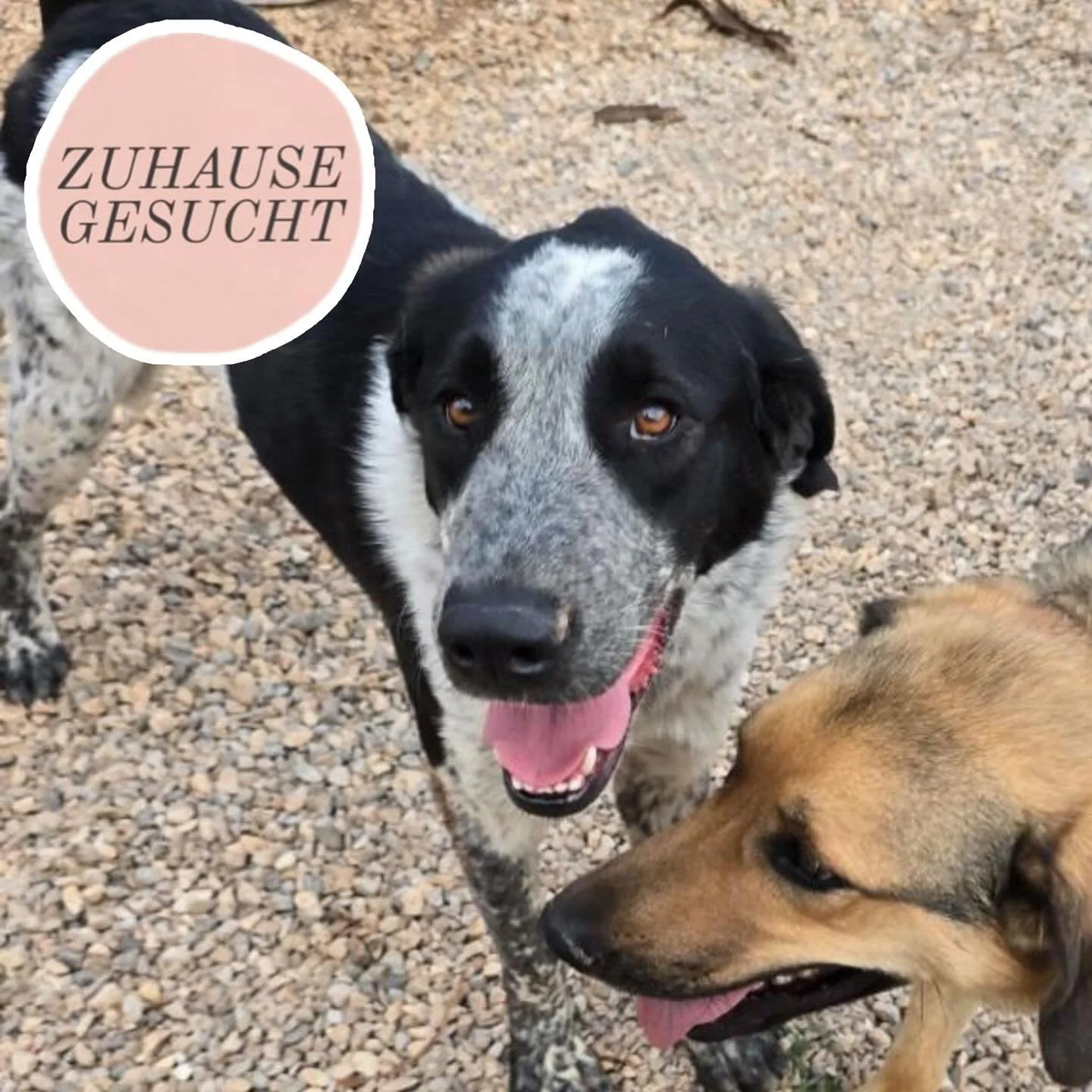 Zarter und liebevoller Bobi sucht ein Zuhause 🤎
Bobi ist ein 2 Jahre alter, kastrierter Tornjak-Mix Rüde und wiegt etwa 27 kg. Er ist ein ruhiger, sanfter Hund, der auf der Suche nach einem liebevollen Zuhause ist.
Nachdem er mit seiner Mutte