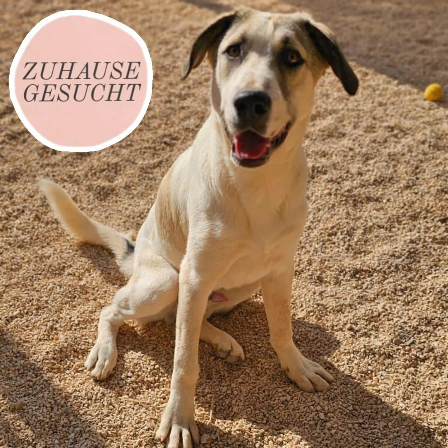 Verschmuster Ralfi sucht sein Forever Home 💙
Ralfi ist so ein strahlender Charakter. Er ist verspielt, frech, verschmust, aufgeschlossen und freundlich. Er ist einer von vier Geschwistern. Bei Spaziergängen an der Leine hat er sich nach nur we
